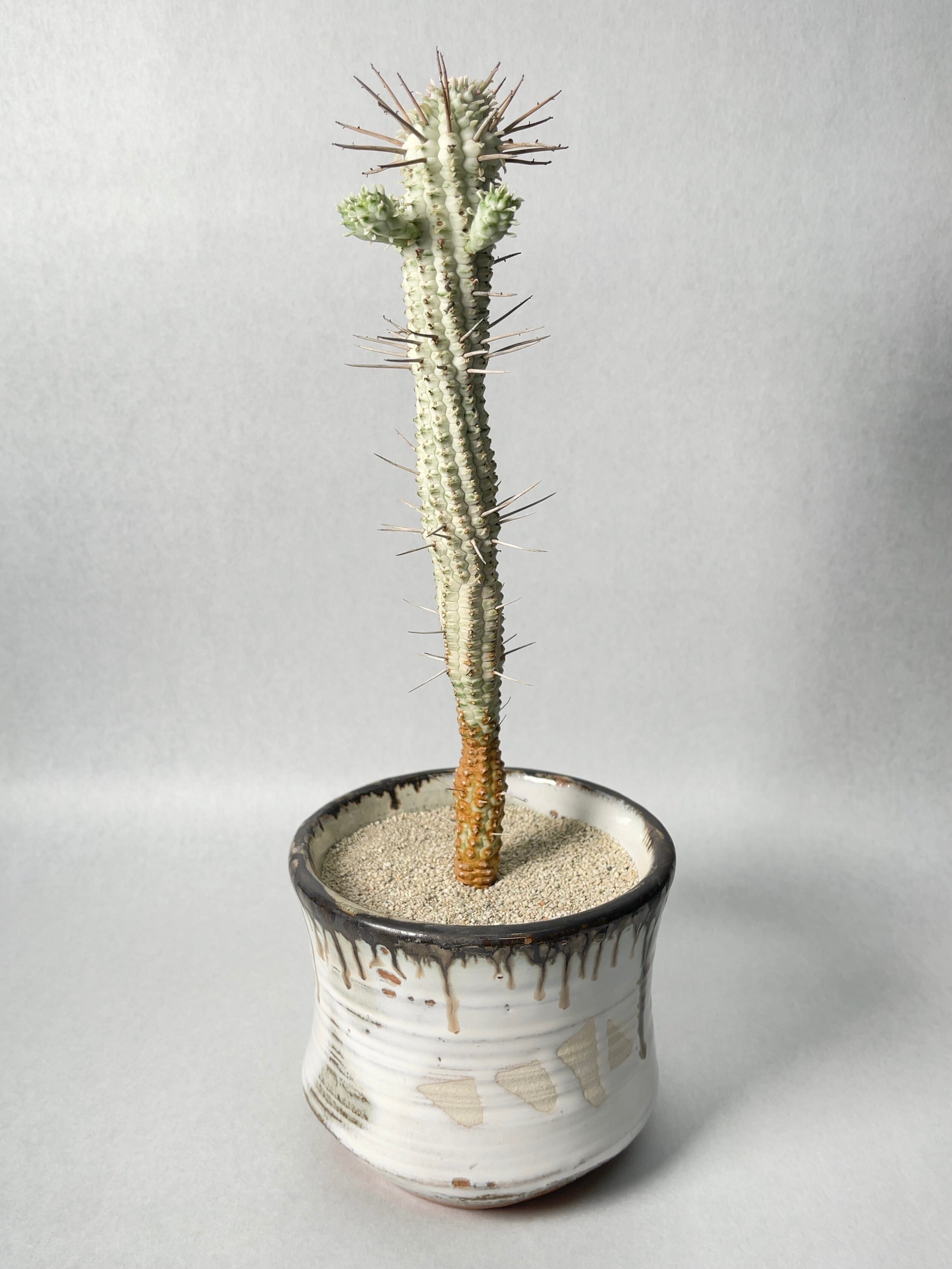 ユーフォルビア・白樺キリン | trigger