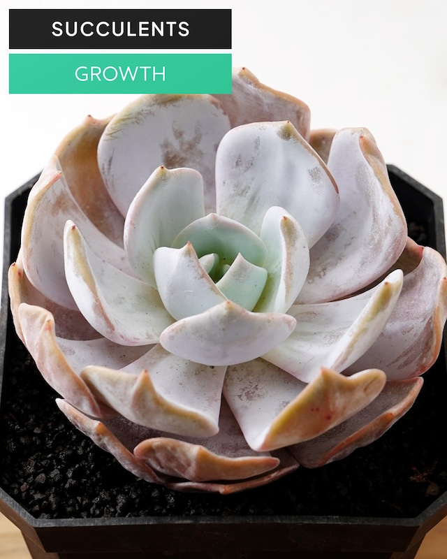 発根済カット苗 ジュジュ L Echeveria 'JiuJiu'