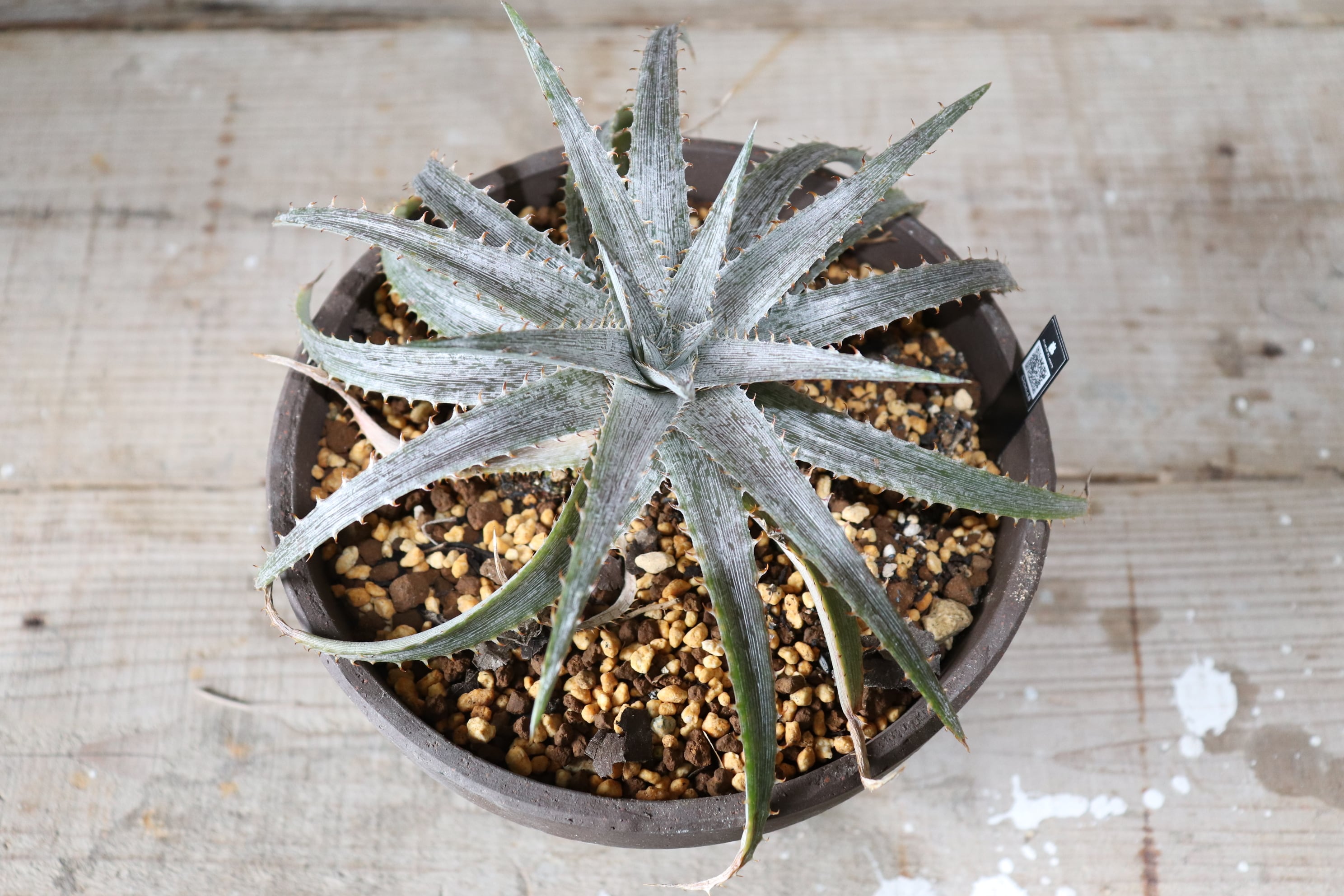 送料無料】Macedoi〔ディッキア〕現品発送D0048 | plane plants