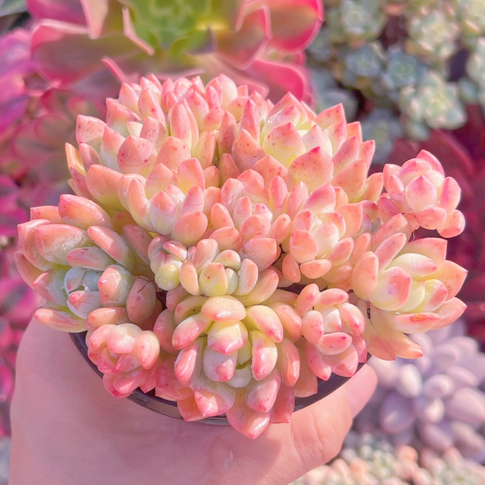 現品　プロリフェラxラウル#1152   るる農園