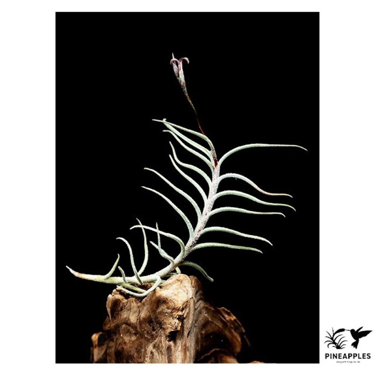 Tillandsia capillaris (Til-1044) - 1