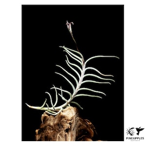 Tillandsia capillaris (Til-1044)