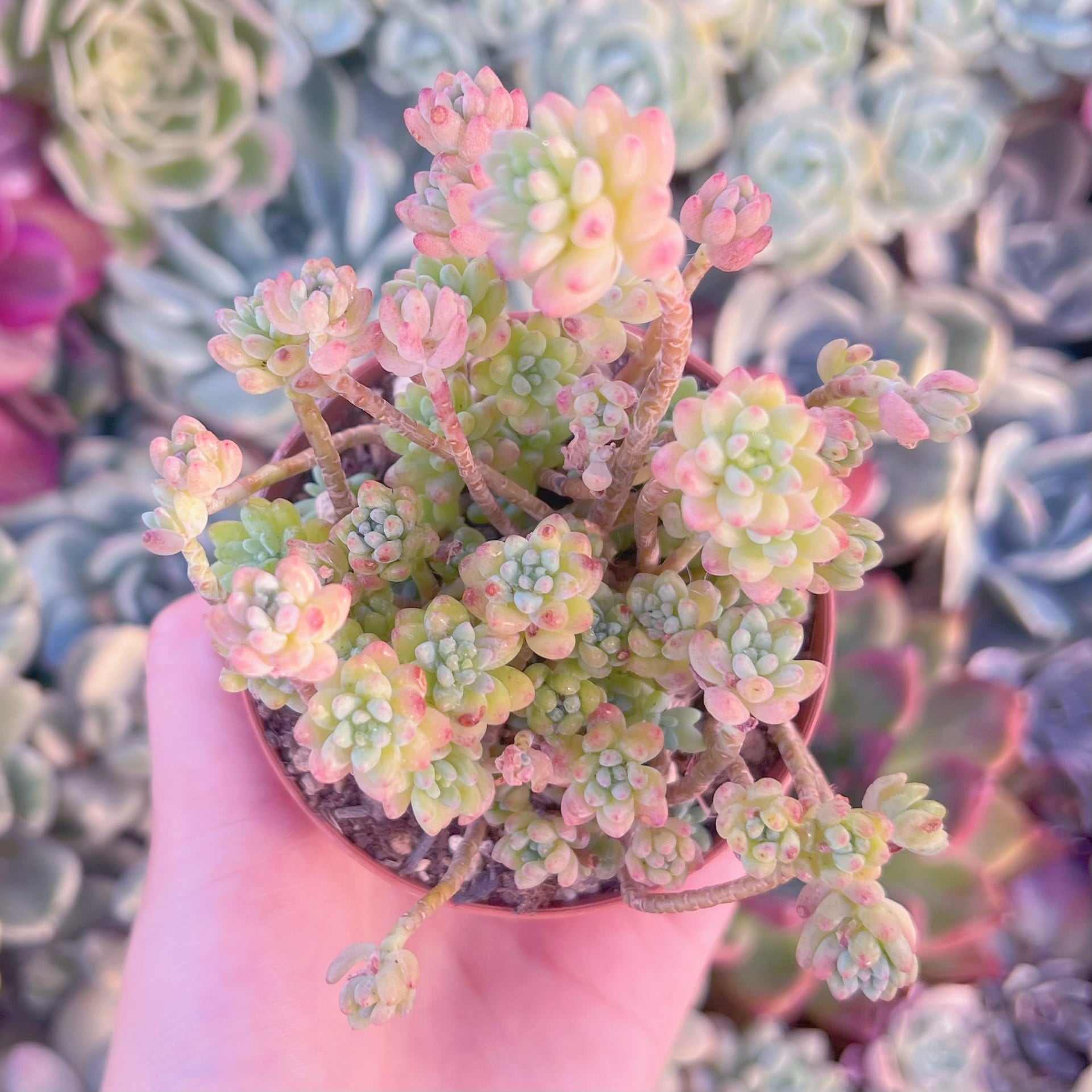 現品　Flower Group Variegata#507　るる農園