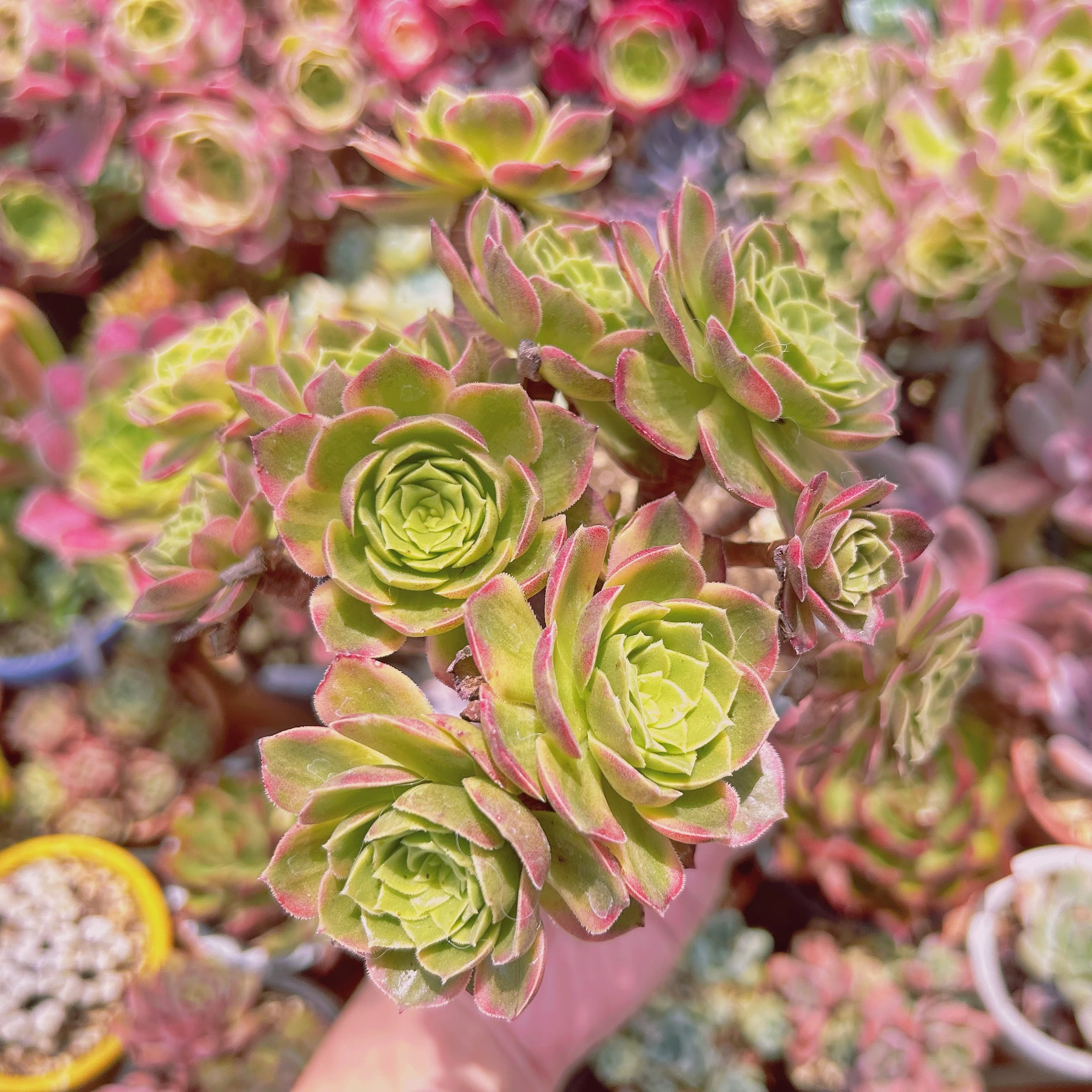 #2201現物　多肉植物　フェスティバル錦　特大群生　抜き苗