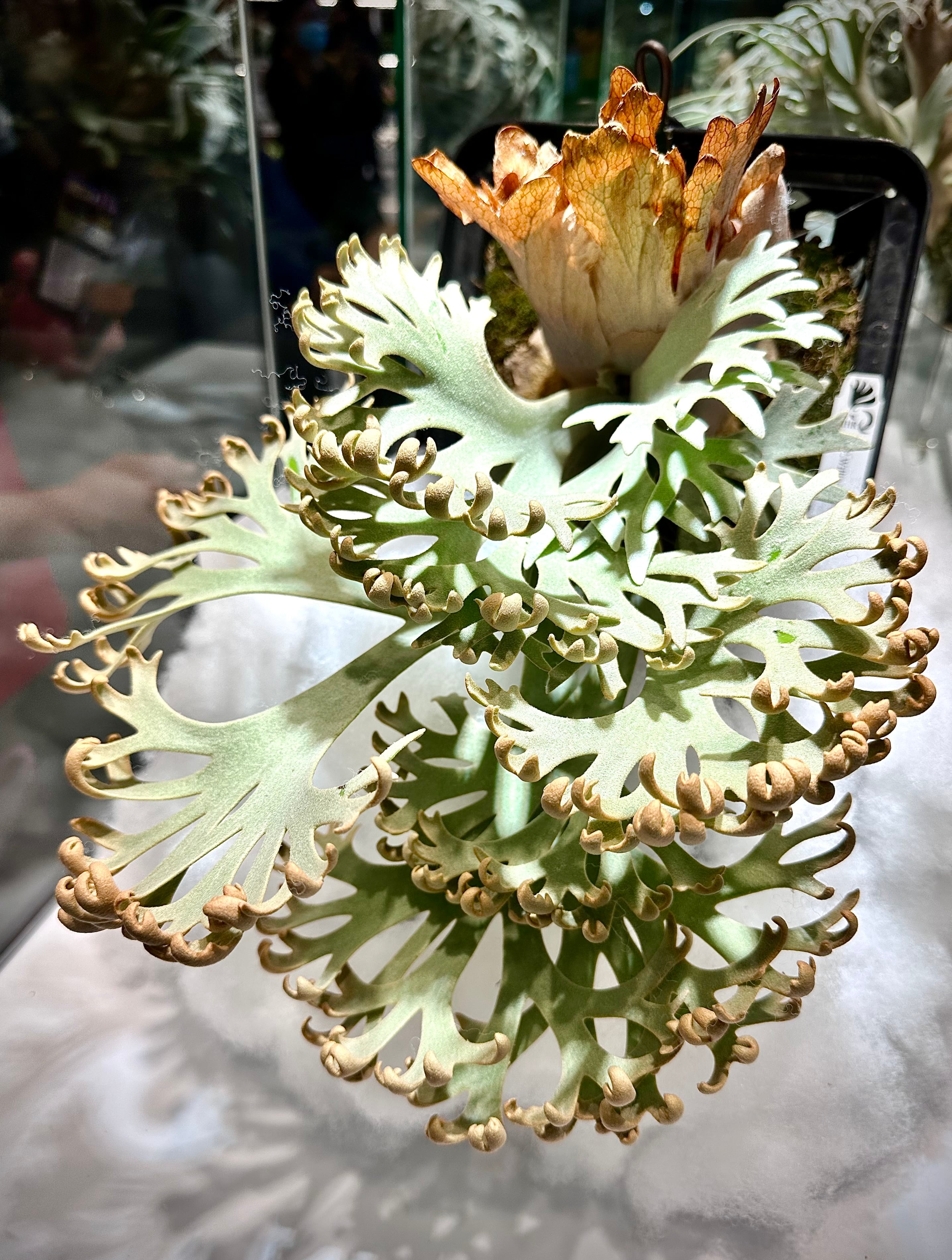 Platycerium_ビカクシダ | vandaka plants