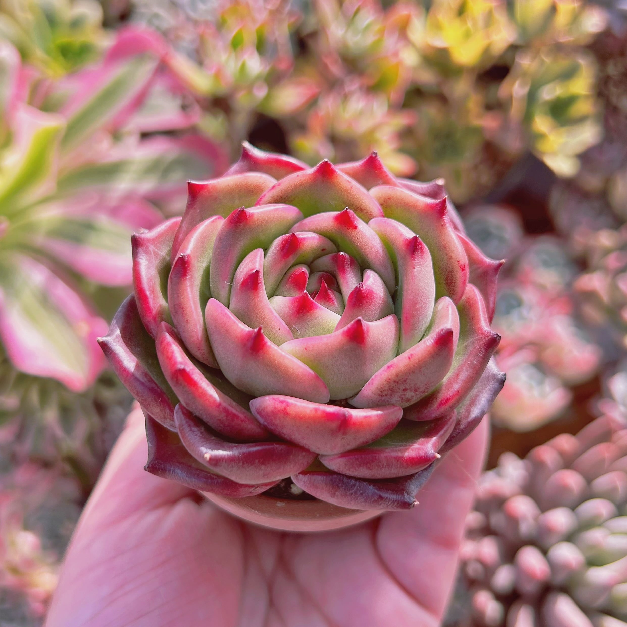 多肉植物 新品種 Echeveria ホワイトドラゴン | るる農園~多肉植物専門