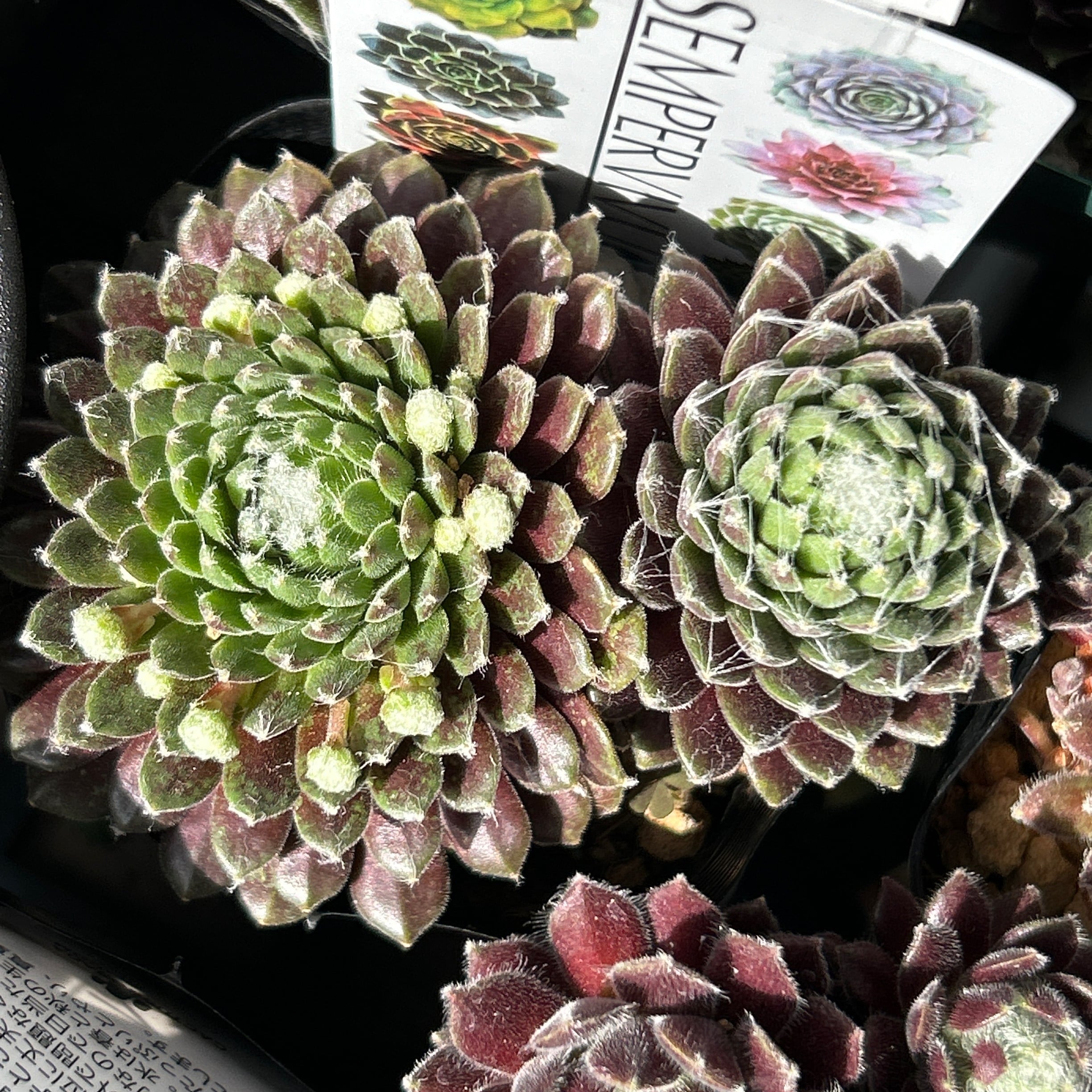 エウレカ センペルビウム | RuPo 多肉植物専門店
