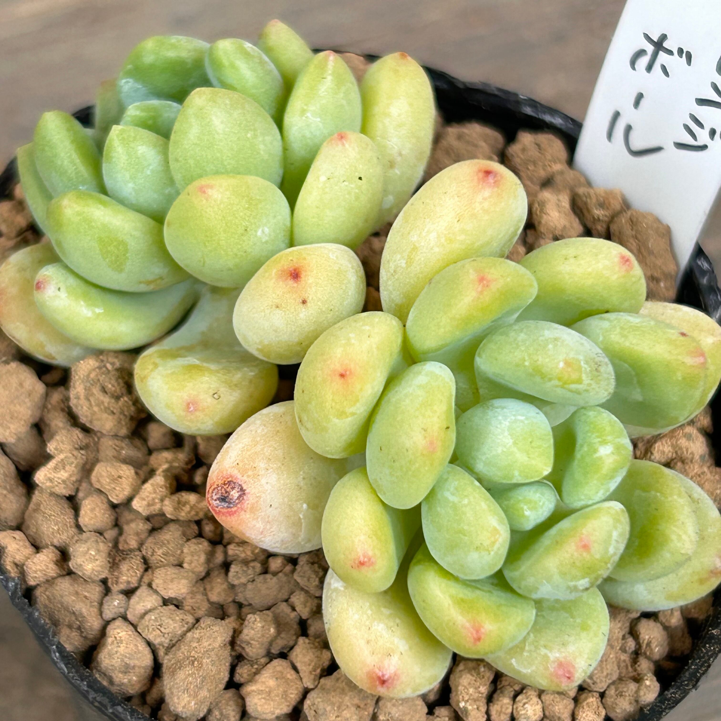 オレンジボール | RuPo 多肉植物専門店