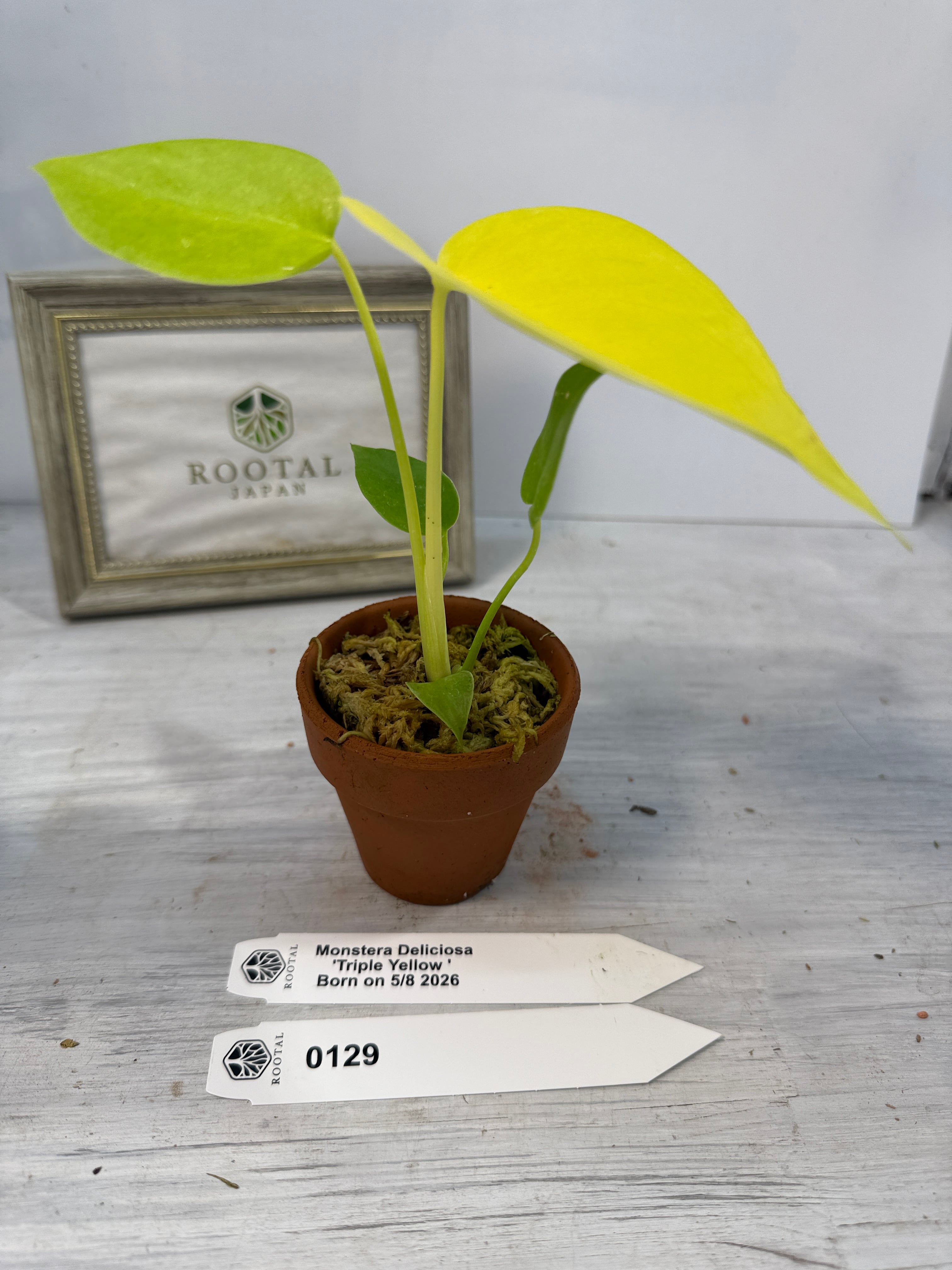 モンステラ | ROOTALPLANTS