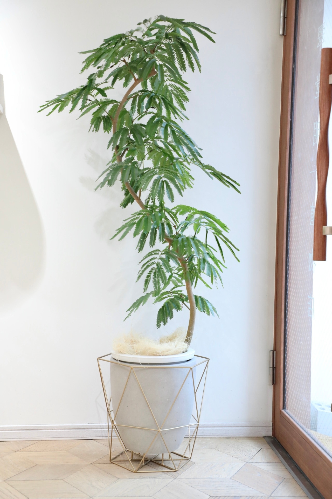 【渋谷区周辺エリア/配送料無料】【L/155cm】エバーフレッシュ曲げ木/Pithecellobium confertum ever fresh ※陶器鉢カバー別売り