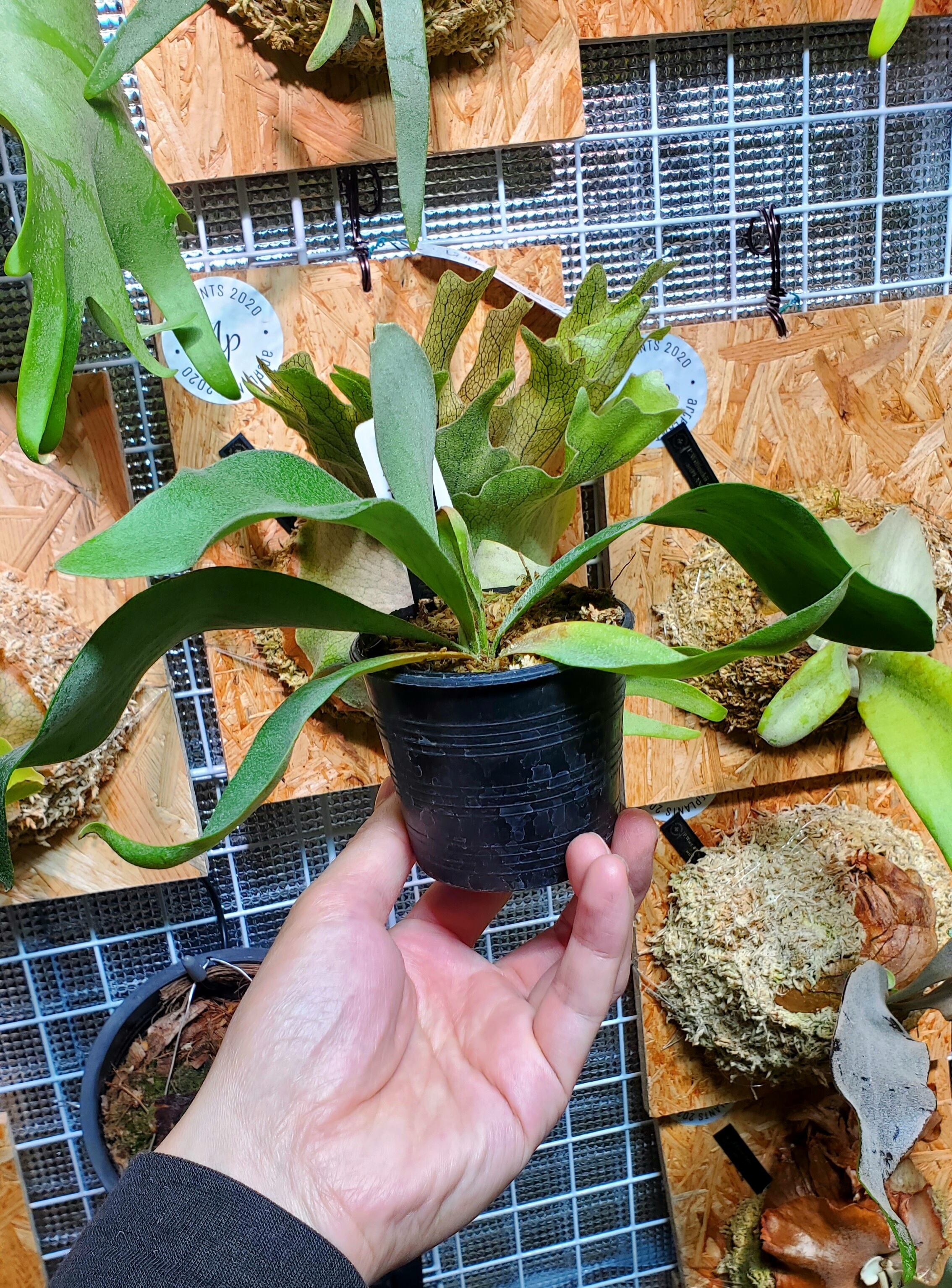 P.White Knight 【artPLANTs】ビカクシダ/Platycerium | artPLANTs