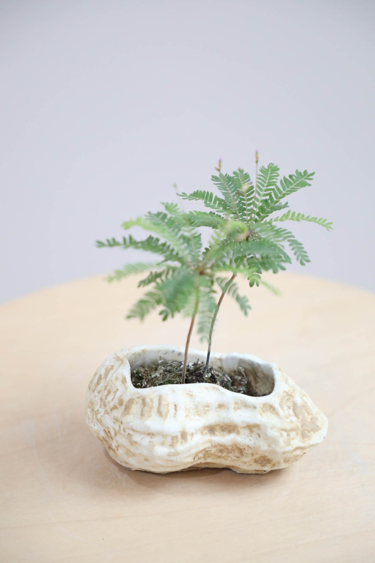 【S】【土不使用】ビオフィツム デンドロイデス/Biophytum dendroides