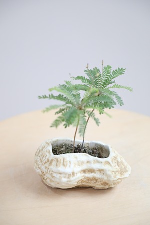 【S】【土不使用】ビオフィツム デンドロイデス/Biophytum dendroides