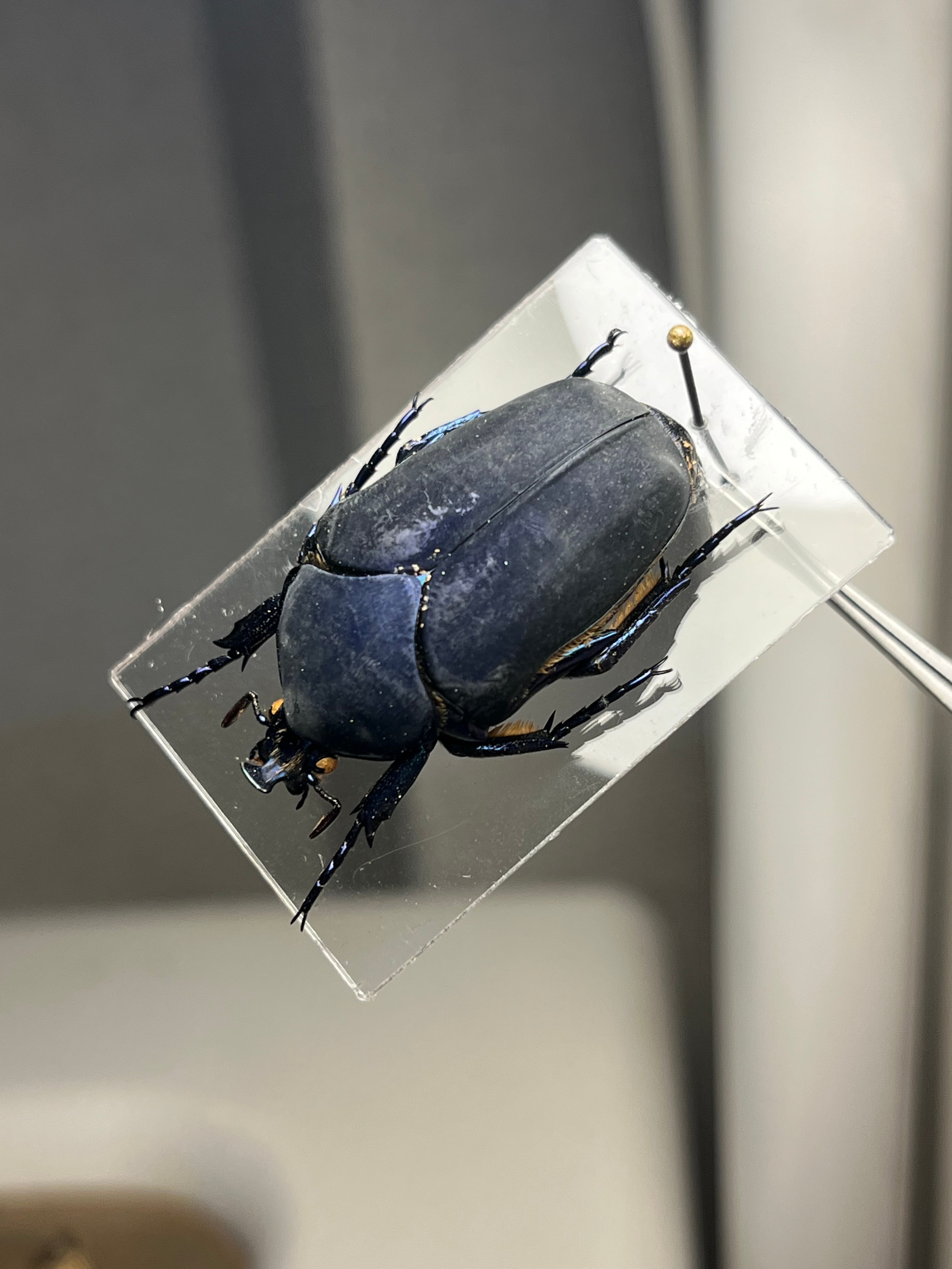 透明台紙】体裏がメタリックなイバライコツノヒシムネハナムグリ 標本
