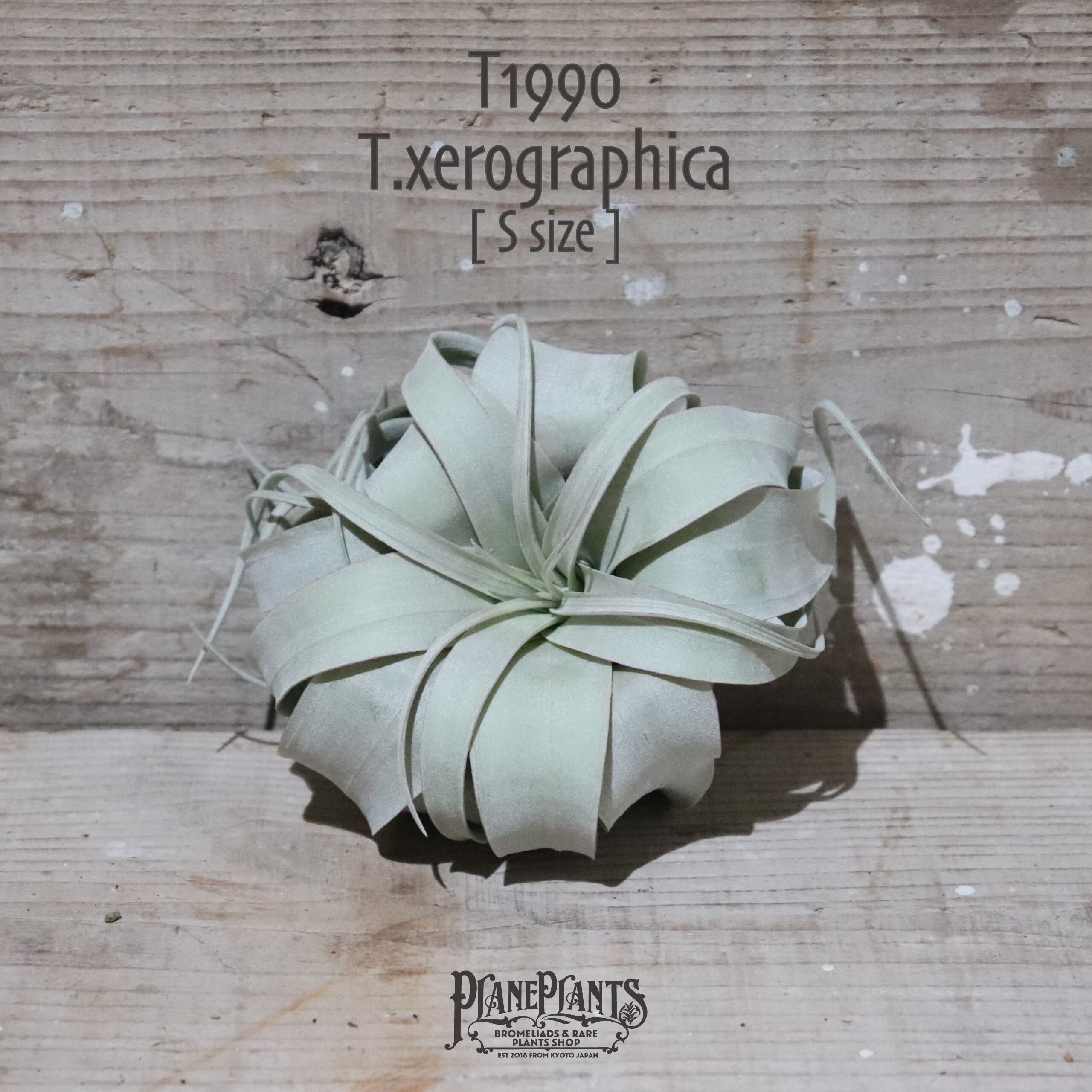 【送料無料】キセログラフィカ S〔エアプランツ〕現品発送T1990