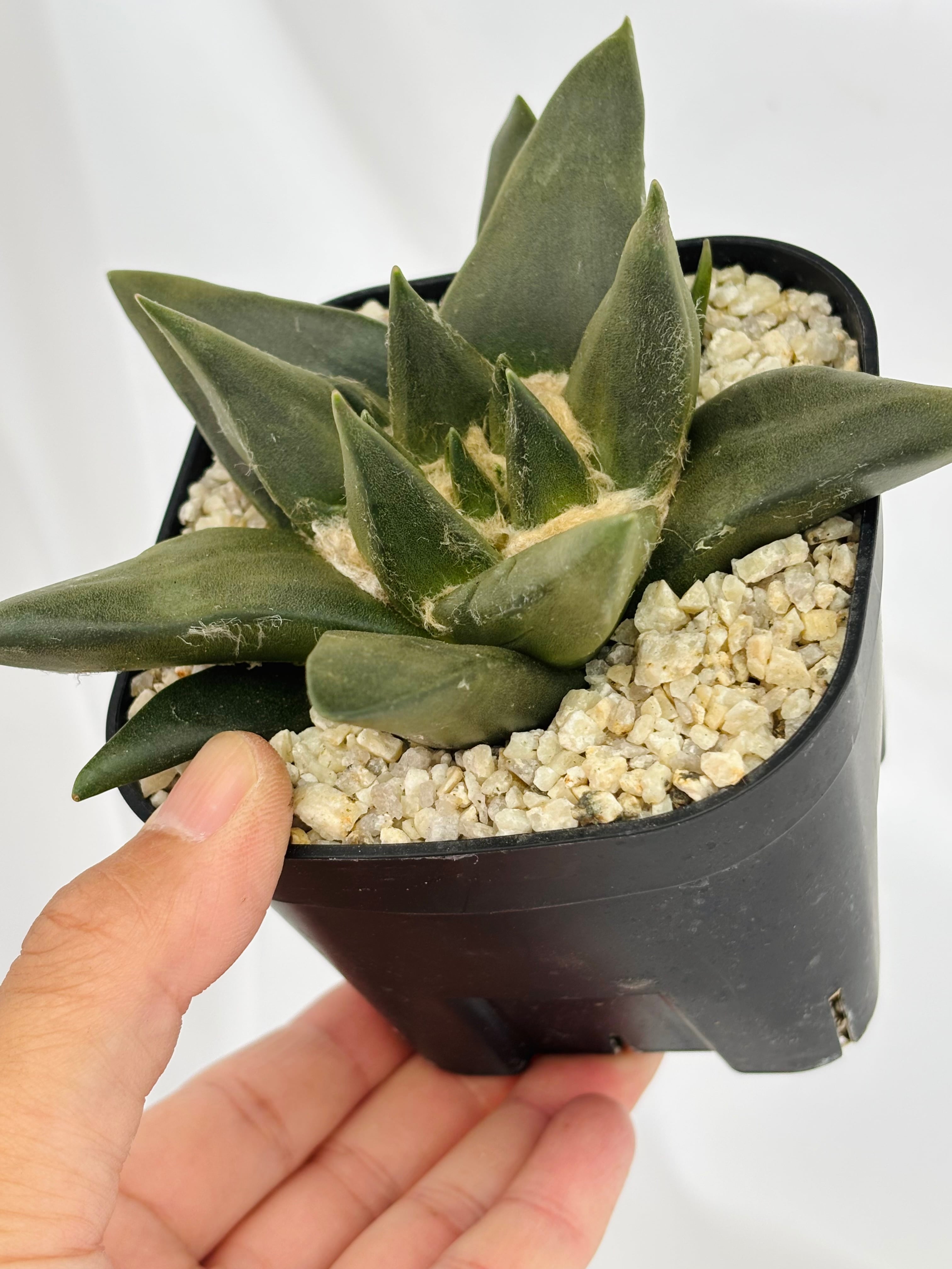 Ariocarpus trigonus アリオカルプス 三角牡丹 サボテン | plants MARU
