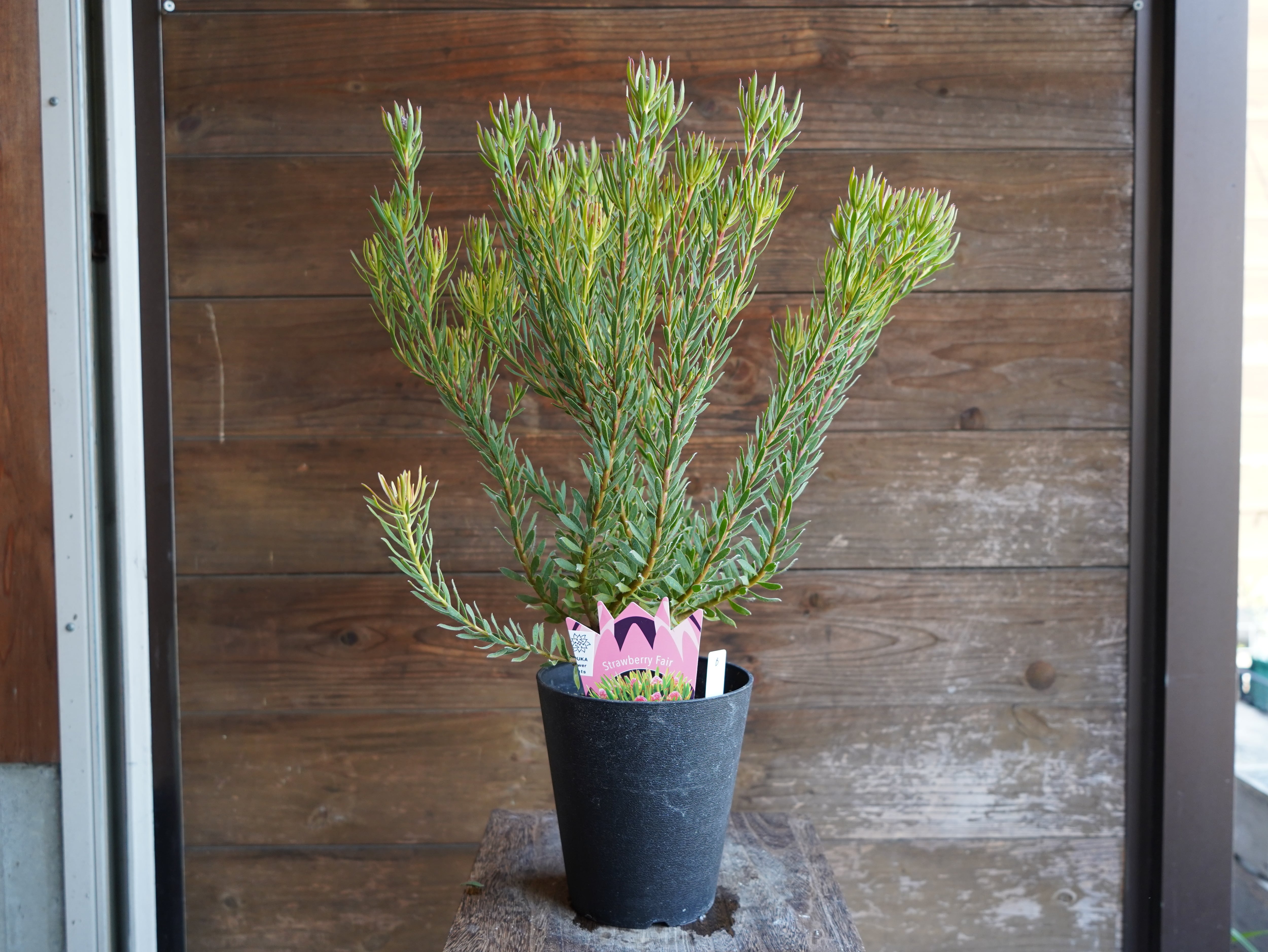 【現物】リューカデンドロン　”Strawberry Fair”　B