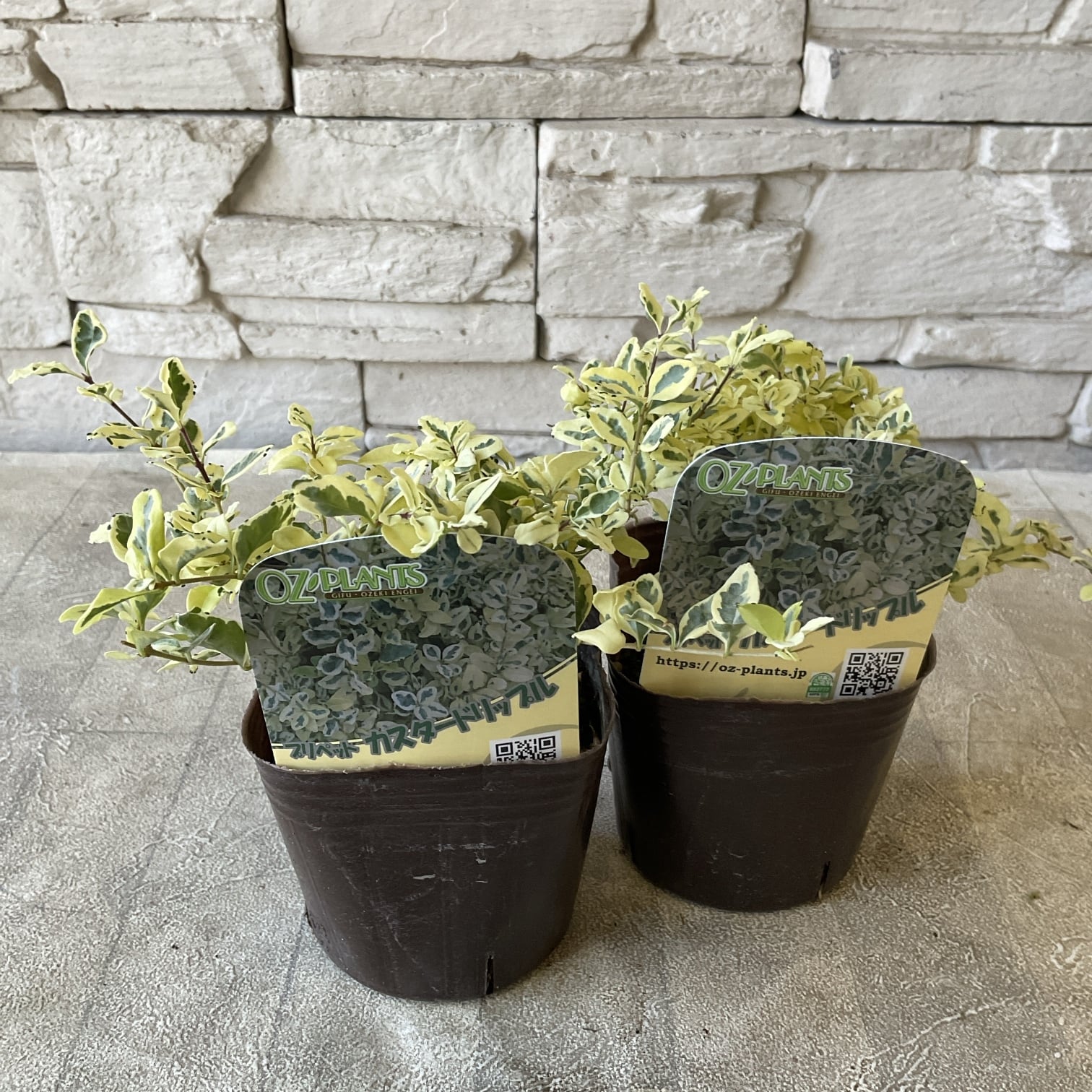 プリペット カスタードリップル 3寸ポット | 橋本種苗園