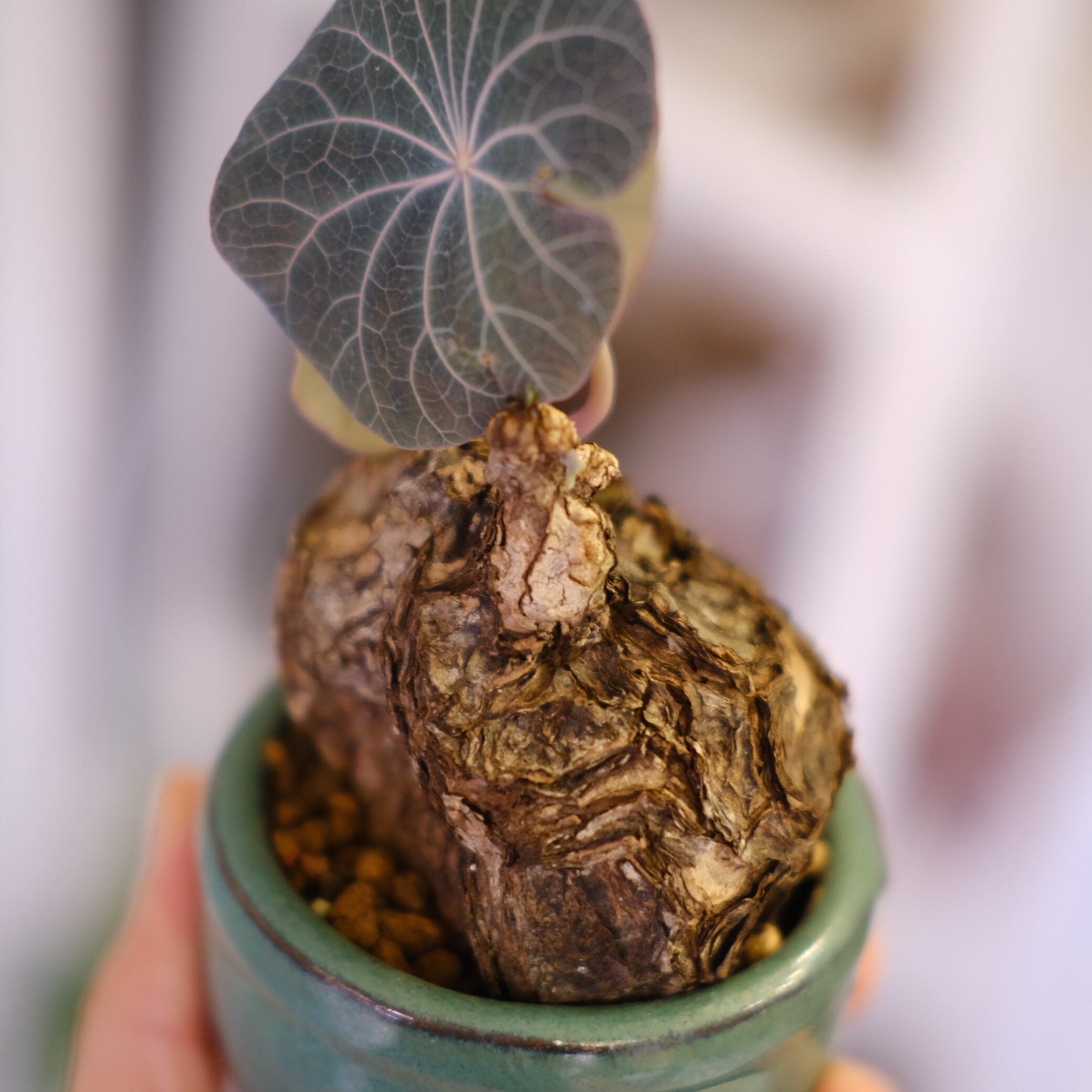 Stephania kaweesakii│ステファニア カウィーサキー⑤│観葉植物