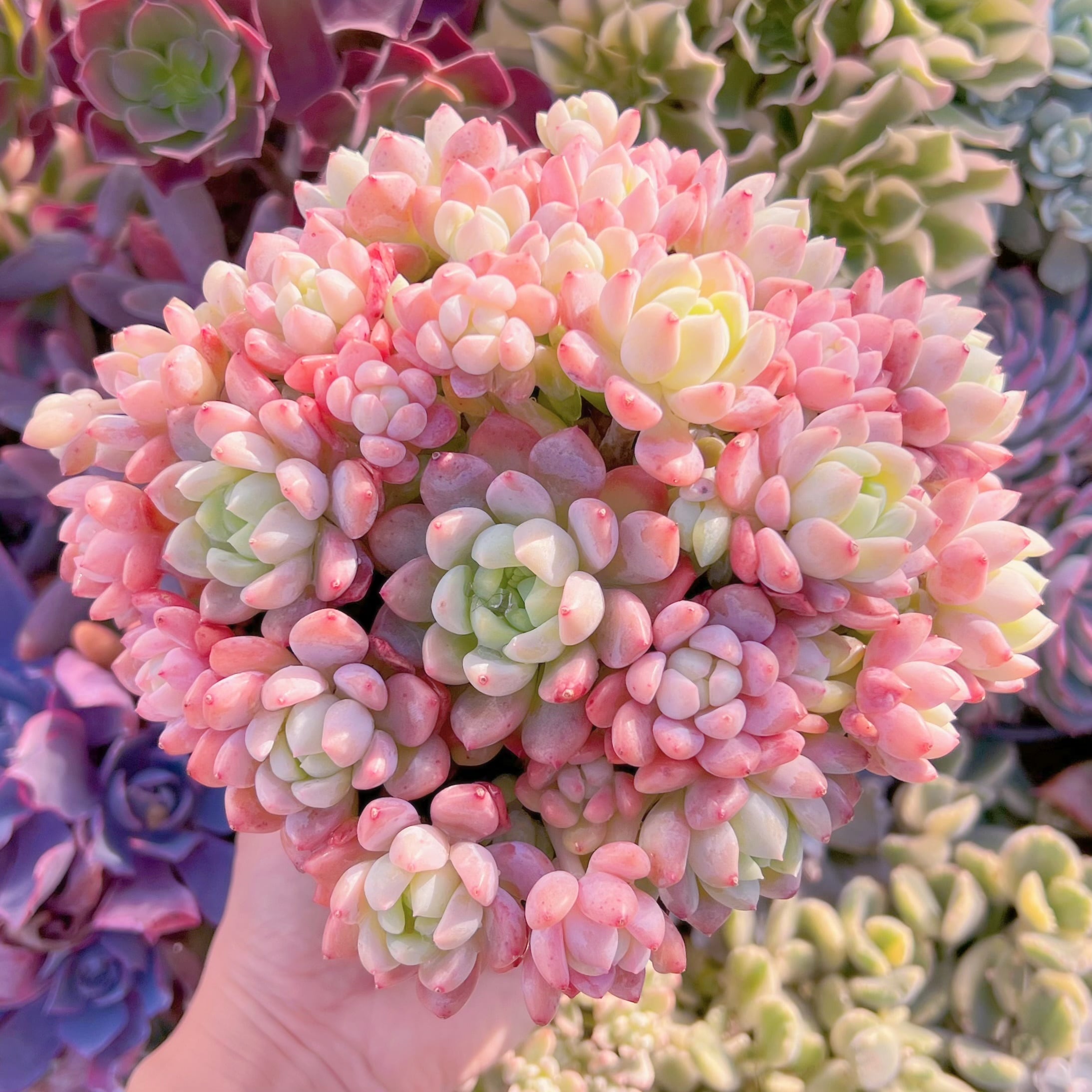 現品　プロリフェラxラウル#872   特特大群生16cm　るる農園