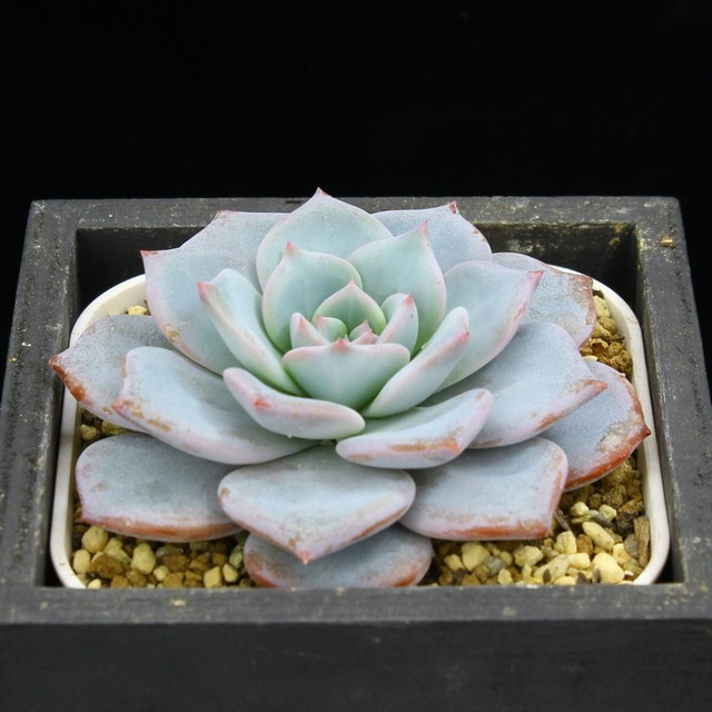 カトルス×ラウイ（選抜）01