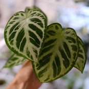 アンスリウム ドラヤキ × シルバーブラッシュ / Anthurium Dorayaki × Anthurium Silver brush⑭/ 観葉植物<育て方・花言葉>