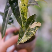 アロカシア バンビーノ イエロー / Alocasia bambino variegated 'Yellow' / 観葉植物