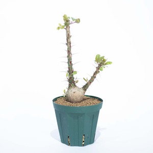 【新着】Fouquieria fasciculata 【抜群の塊根部・選抜実生苗】フォークイエリア ファシクラータ