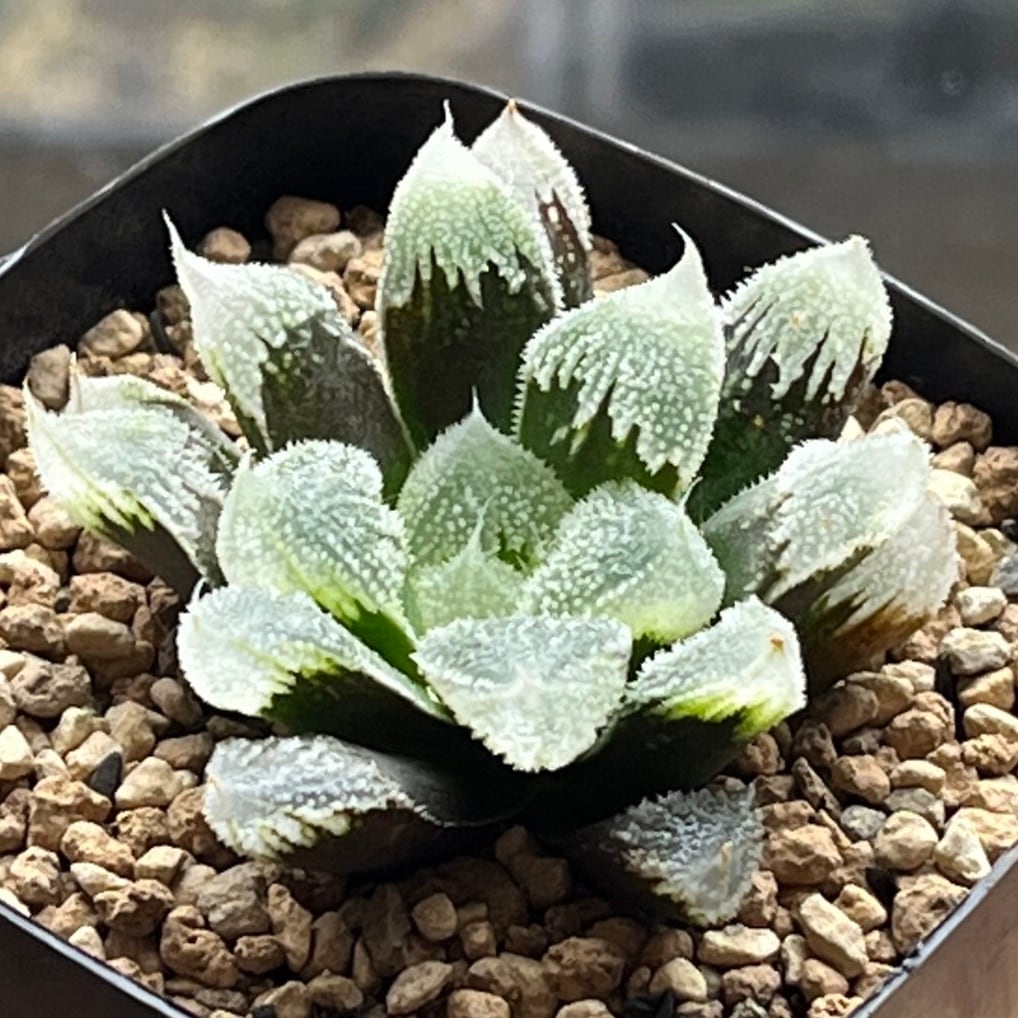 ハオルチア アトロフスカミュータント錦 | mocono_plants
