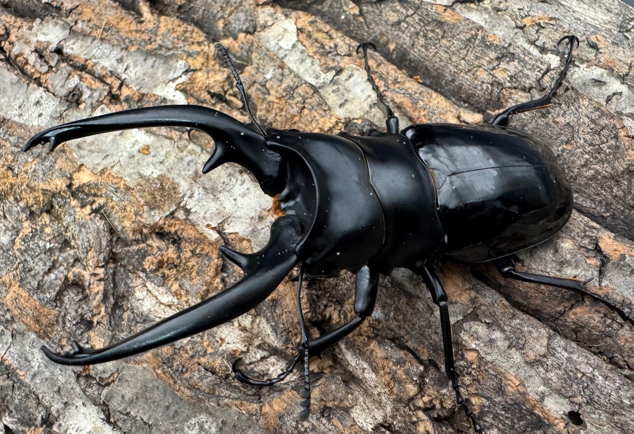 【WD】《インターメディアツヤクワガタ ネグロス産 96.5mm ペア》