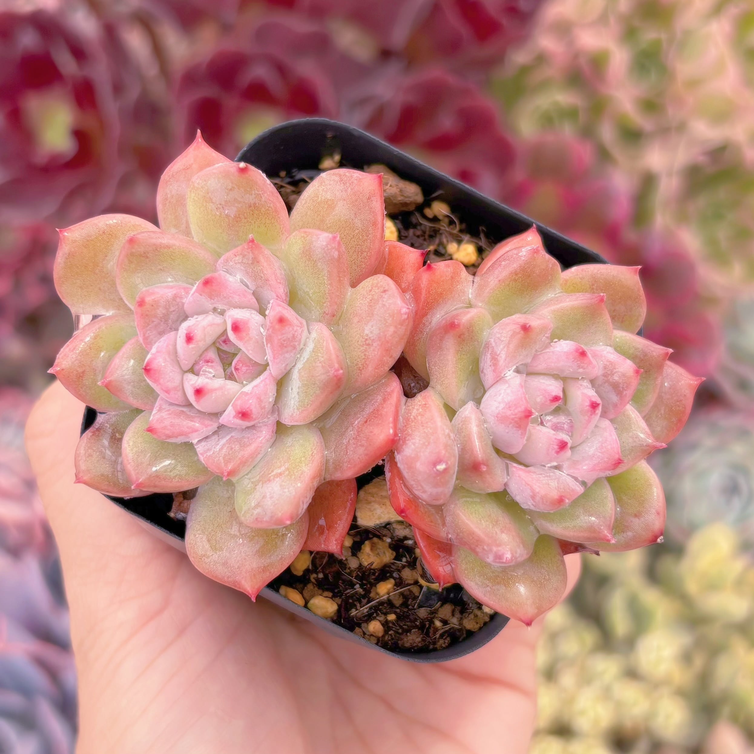 現品　ミニスタ#564　古株　るる農園