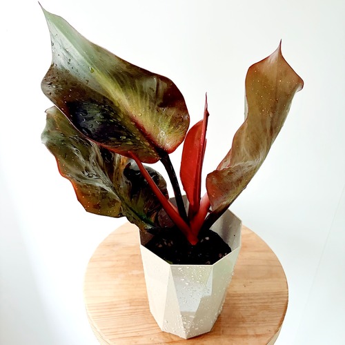 フィロデンドロン レッドハート 観葉植物 calm cafe