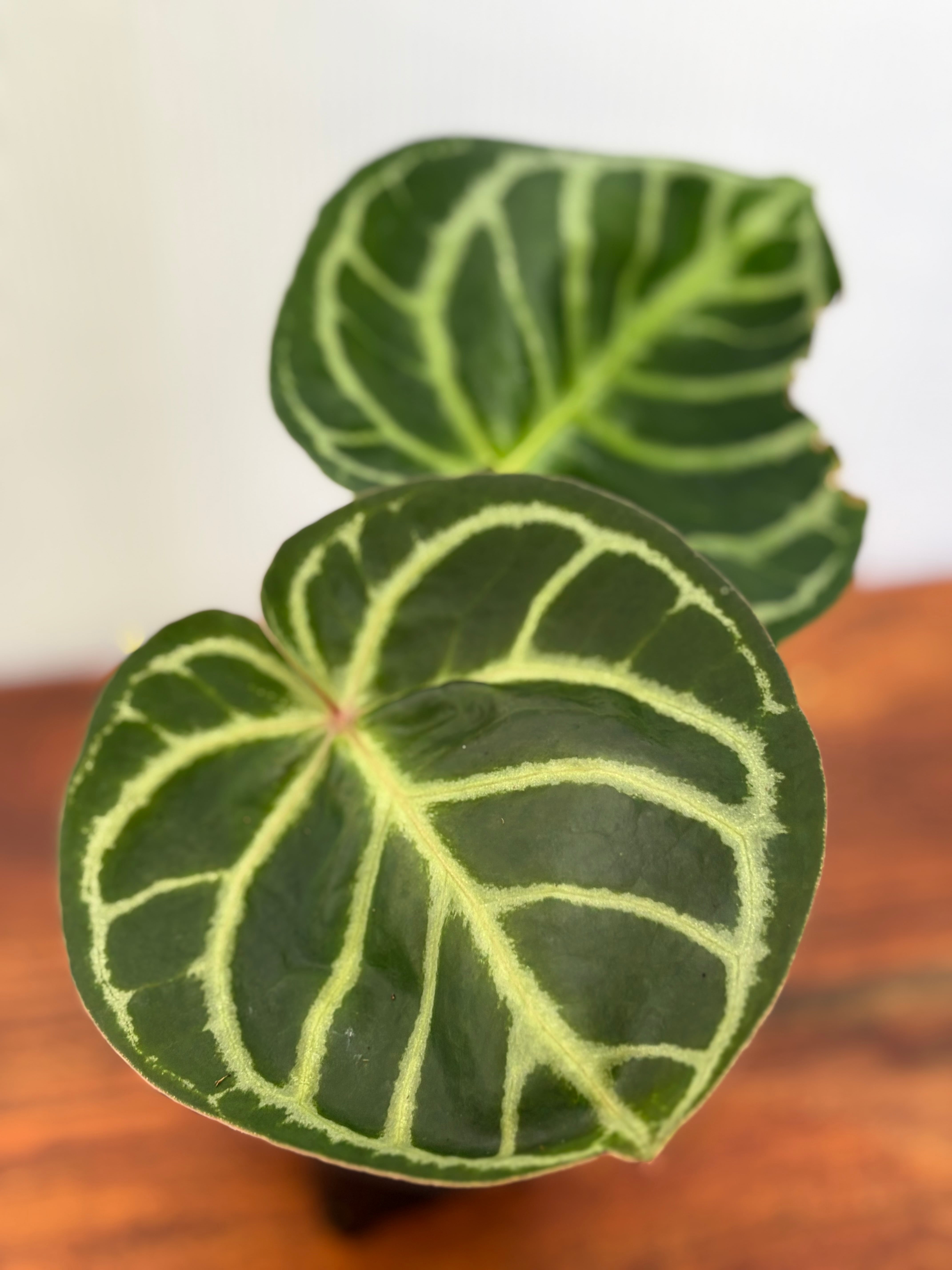 Anthurium | BALI-AN 園芸