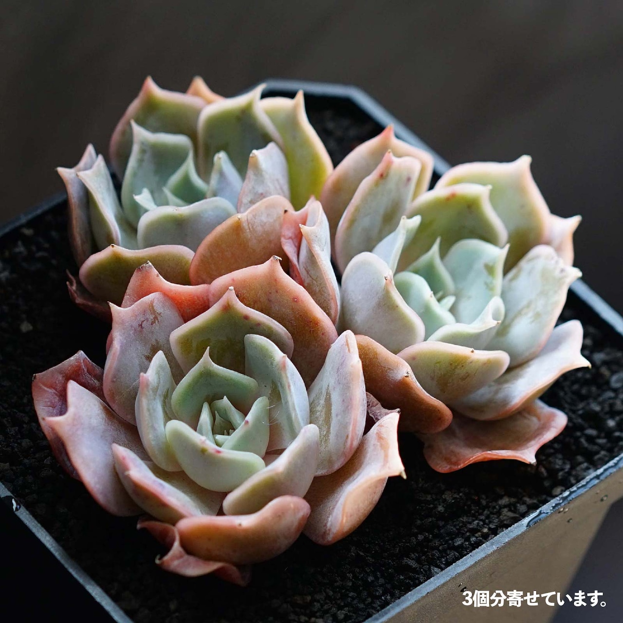 発根済カット苗 デザートキャメル Echeveria 'Desert Camel'