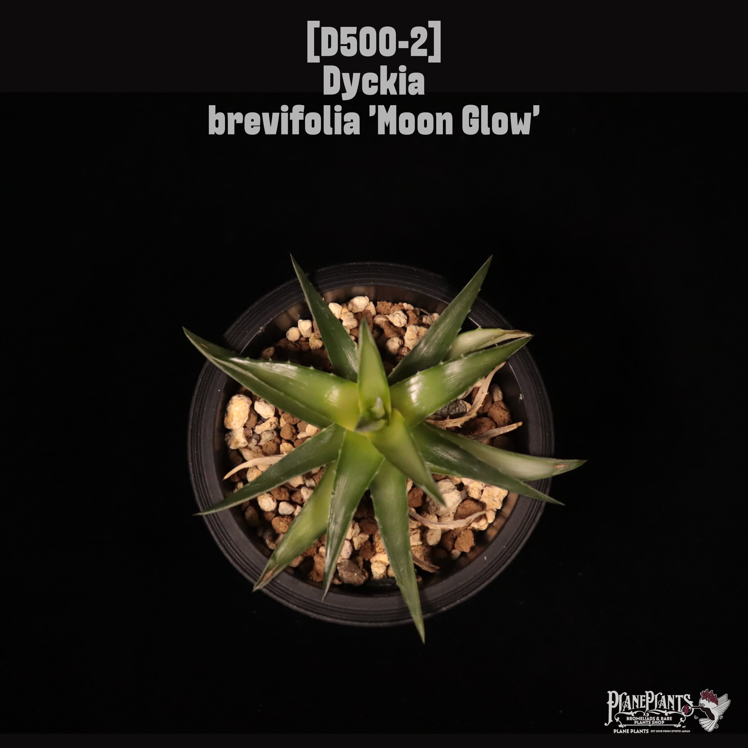 Dyckia brevifolia 'Moon Glow'〔ディッキア〕D500-2