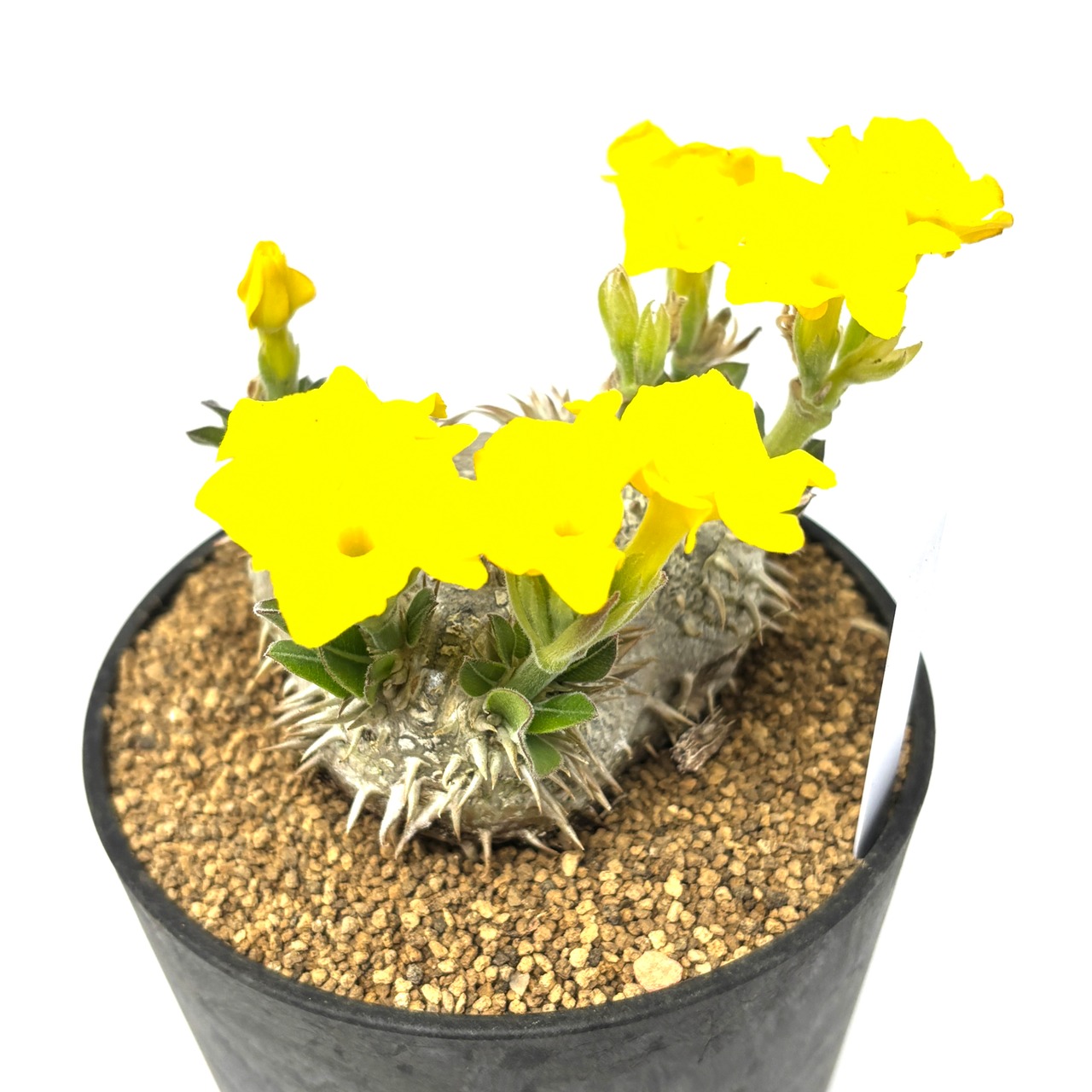 パキポディウム ブレビカウレ(恵比寿笑い)【743】