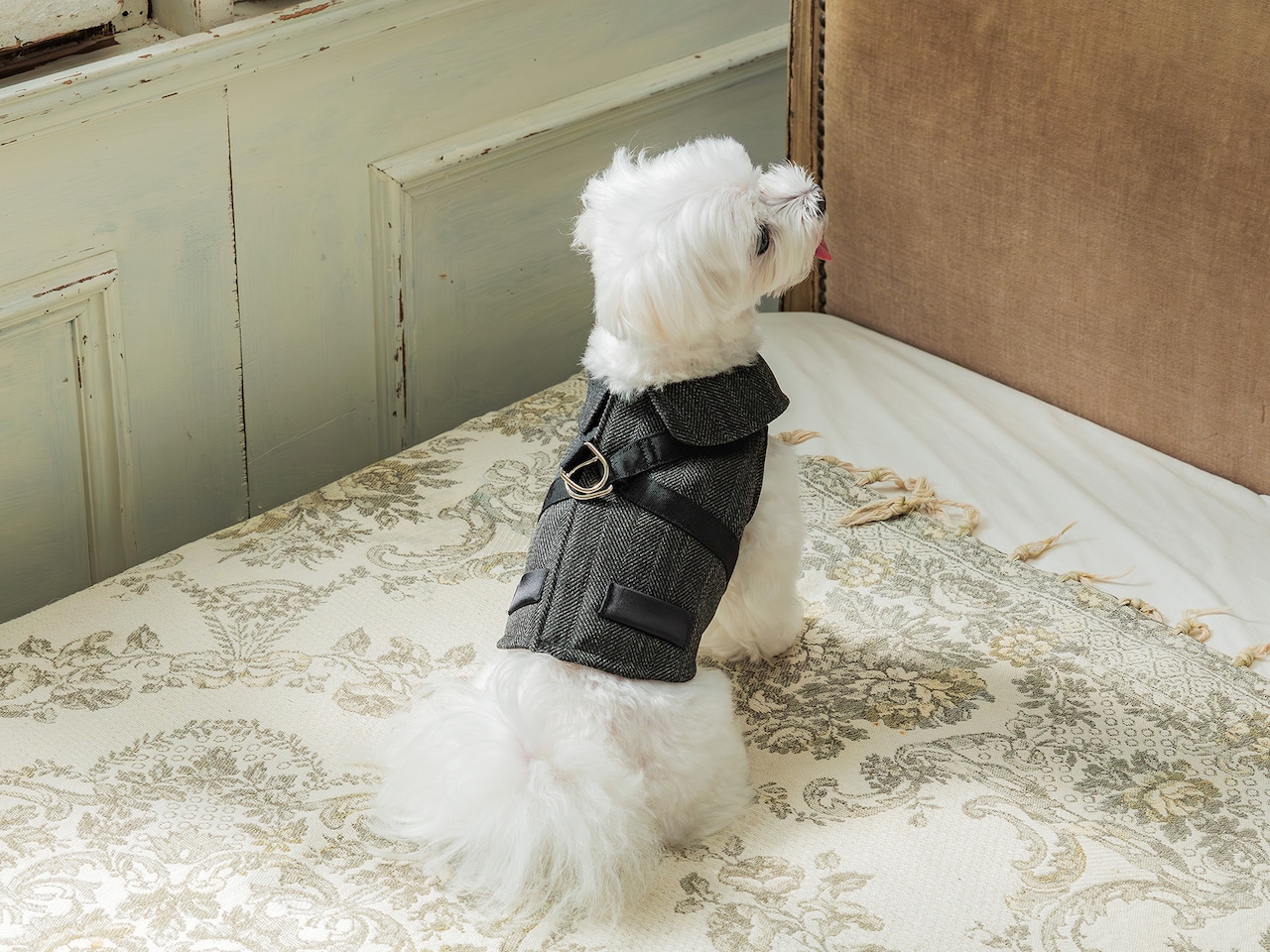 フォーマルハーネス