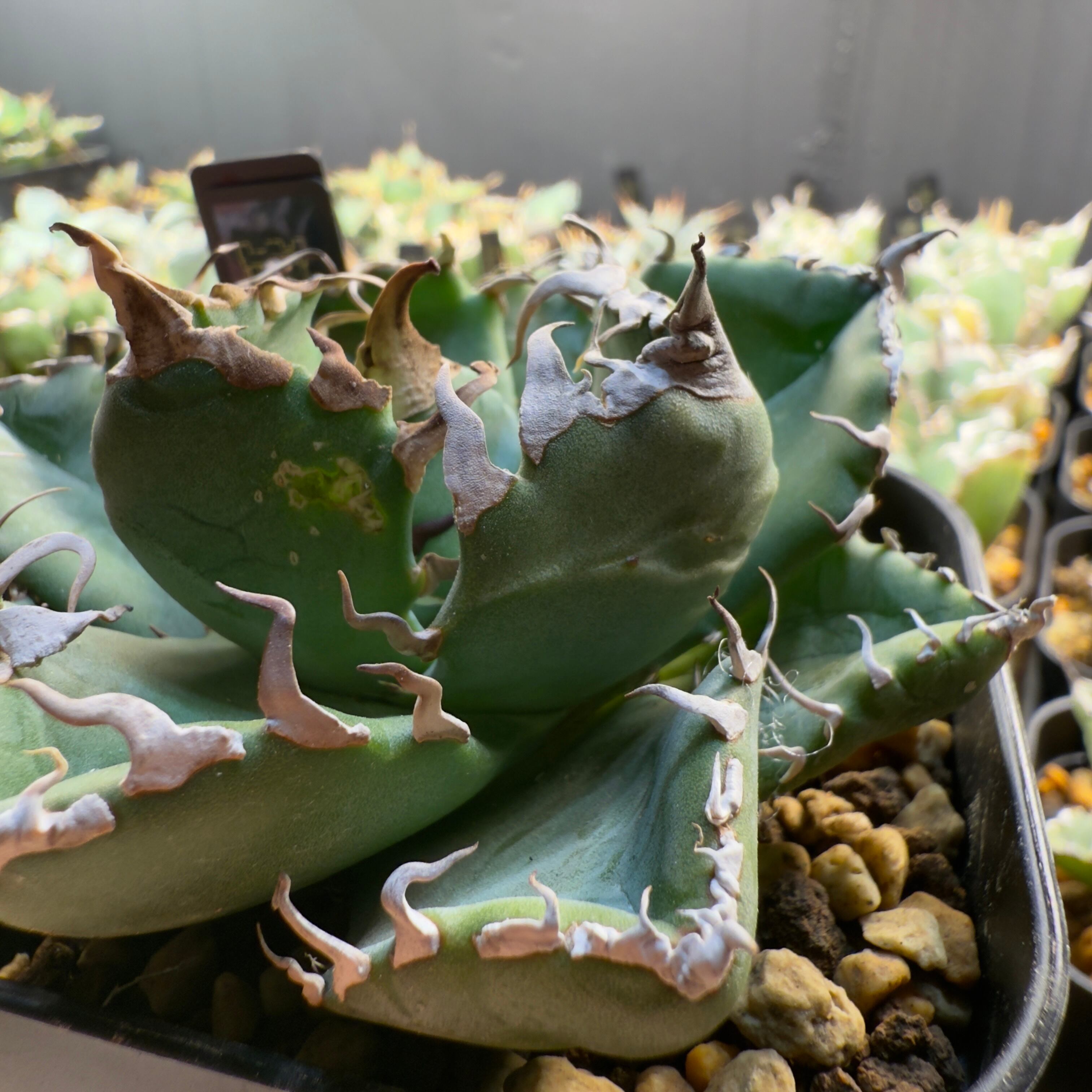 アガベチタノタ　魔丸　中国産　本物 観葉植物 アガベチタノタ 魔丸 中国産 本物 観葉植物 アガベチタノタ 魔丸 中国