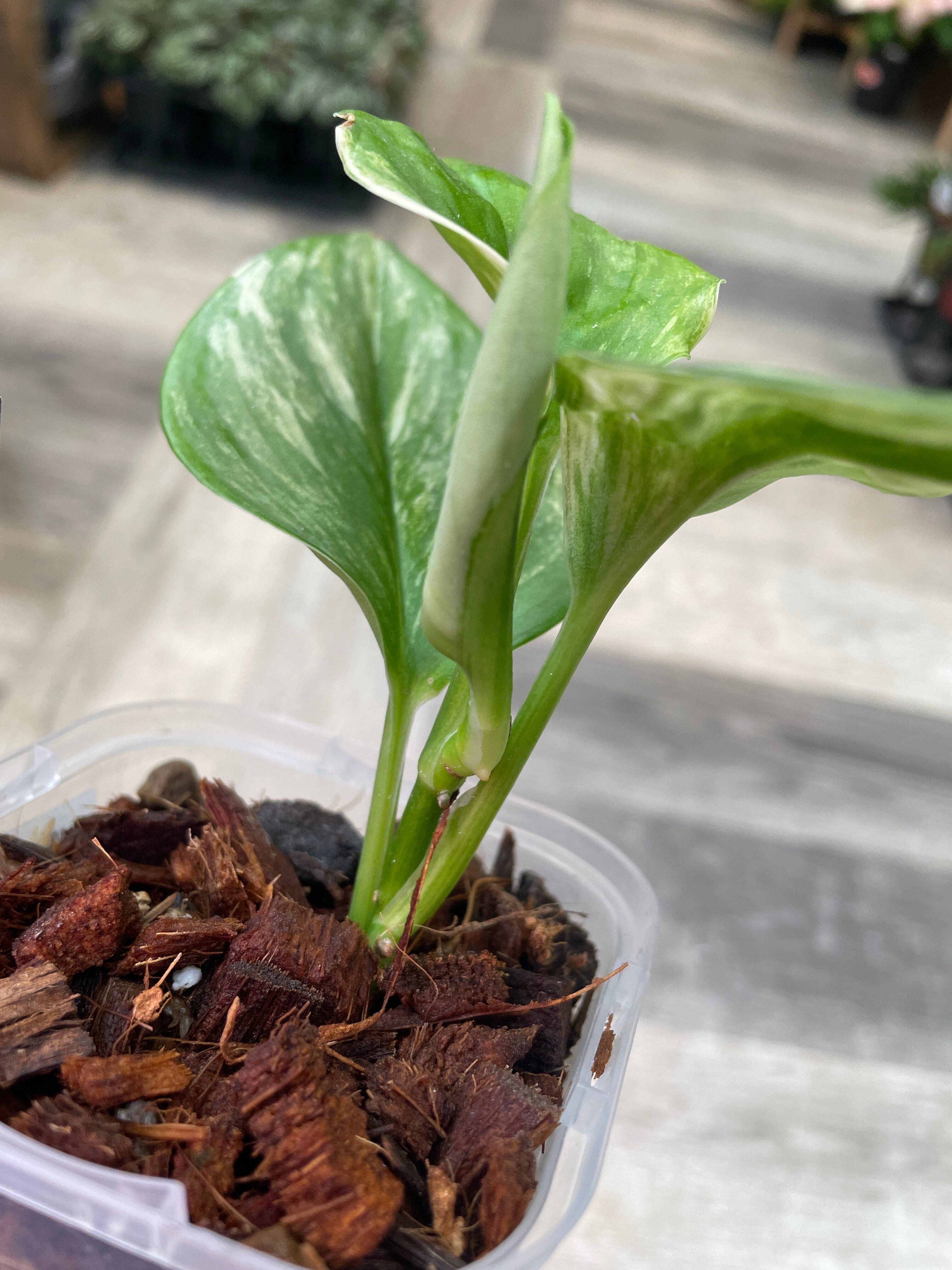 ①スキンダプサス ルビコン | Gardenえん 【観葉熱帯植物・多肉植物】