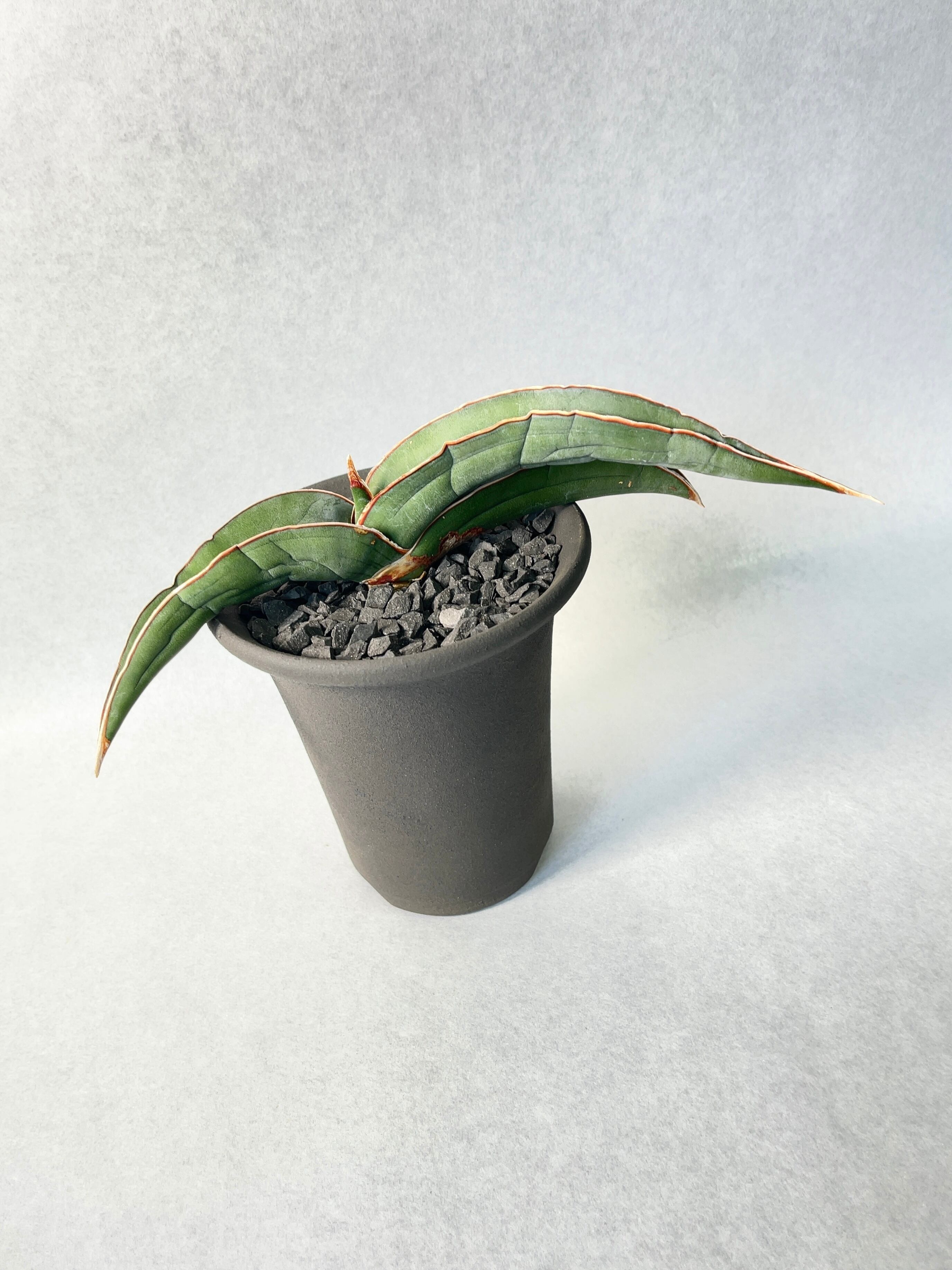 サンセベリア・バナナ | trigger