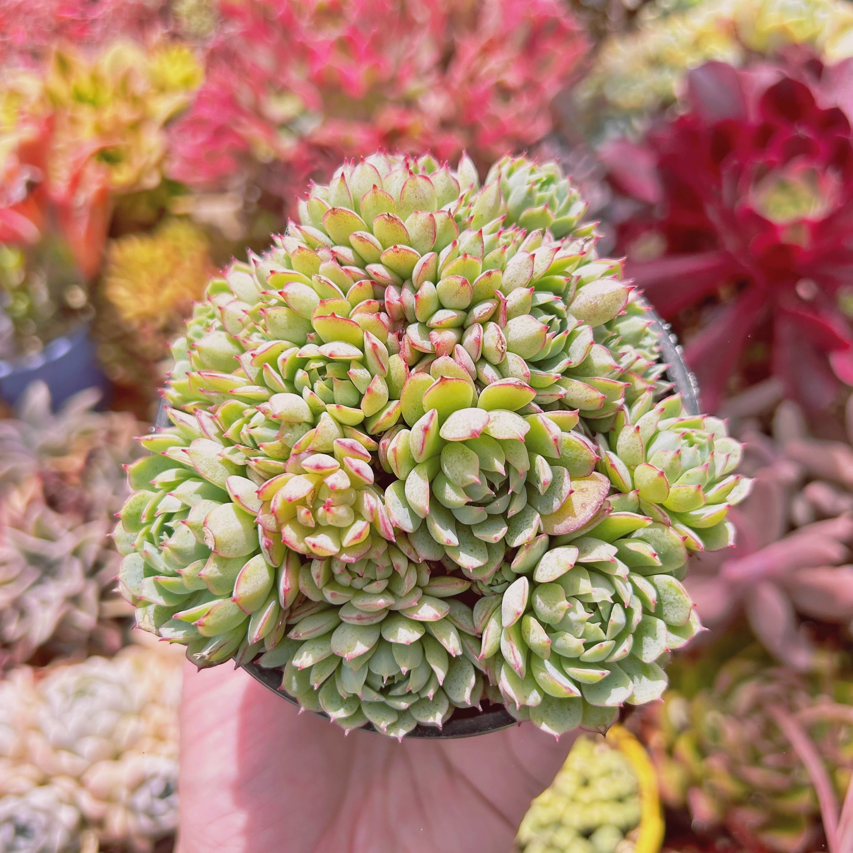 現物 多肉植物 Echeveria グロブローサx静夜 | Pay ID