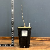 オペルクリカリア パキプス【23】