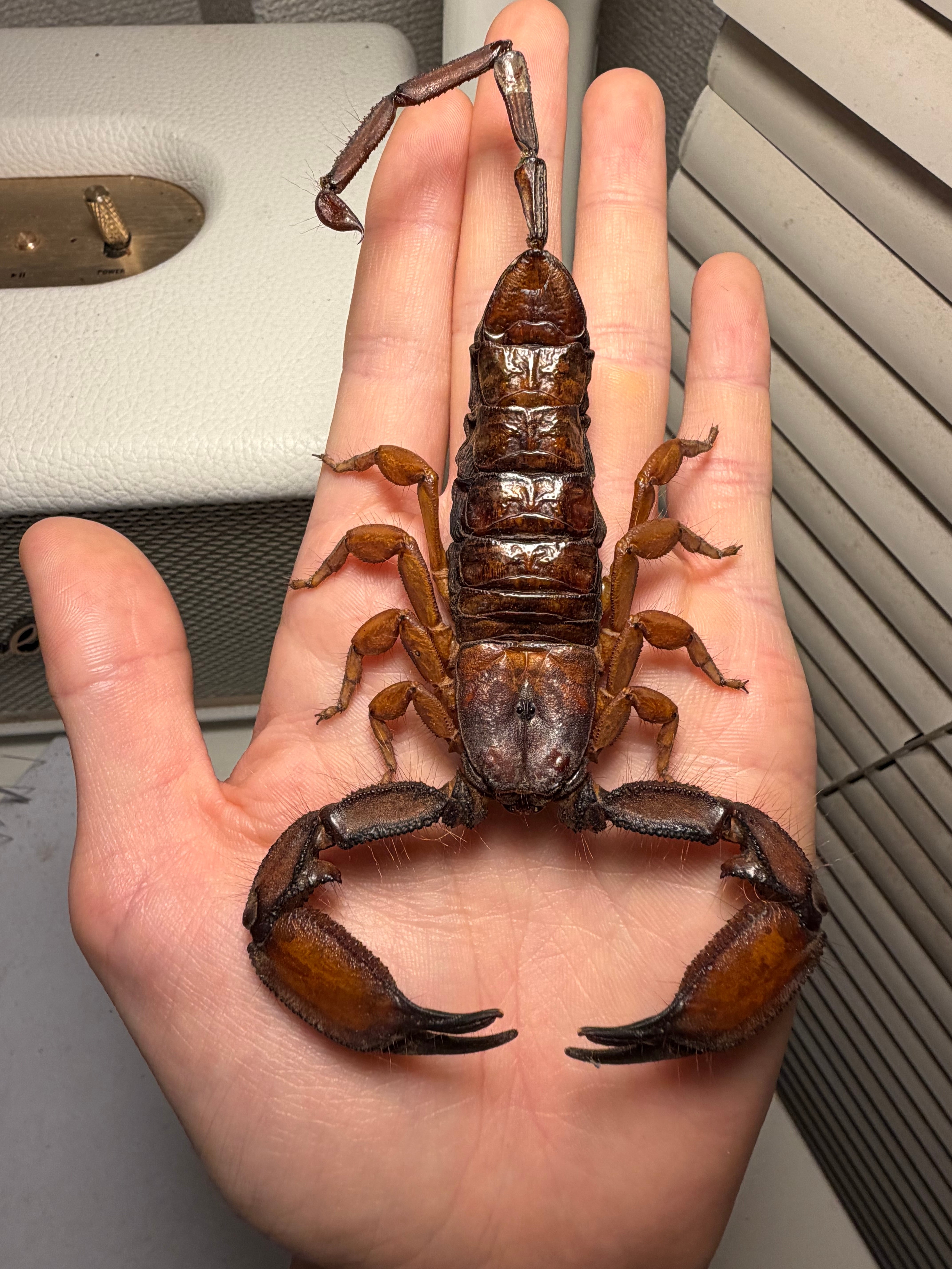 墨蠍固有種】Hoffmannihadrurus gertschiサソリ 予約受付中 生体 標本
