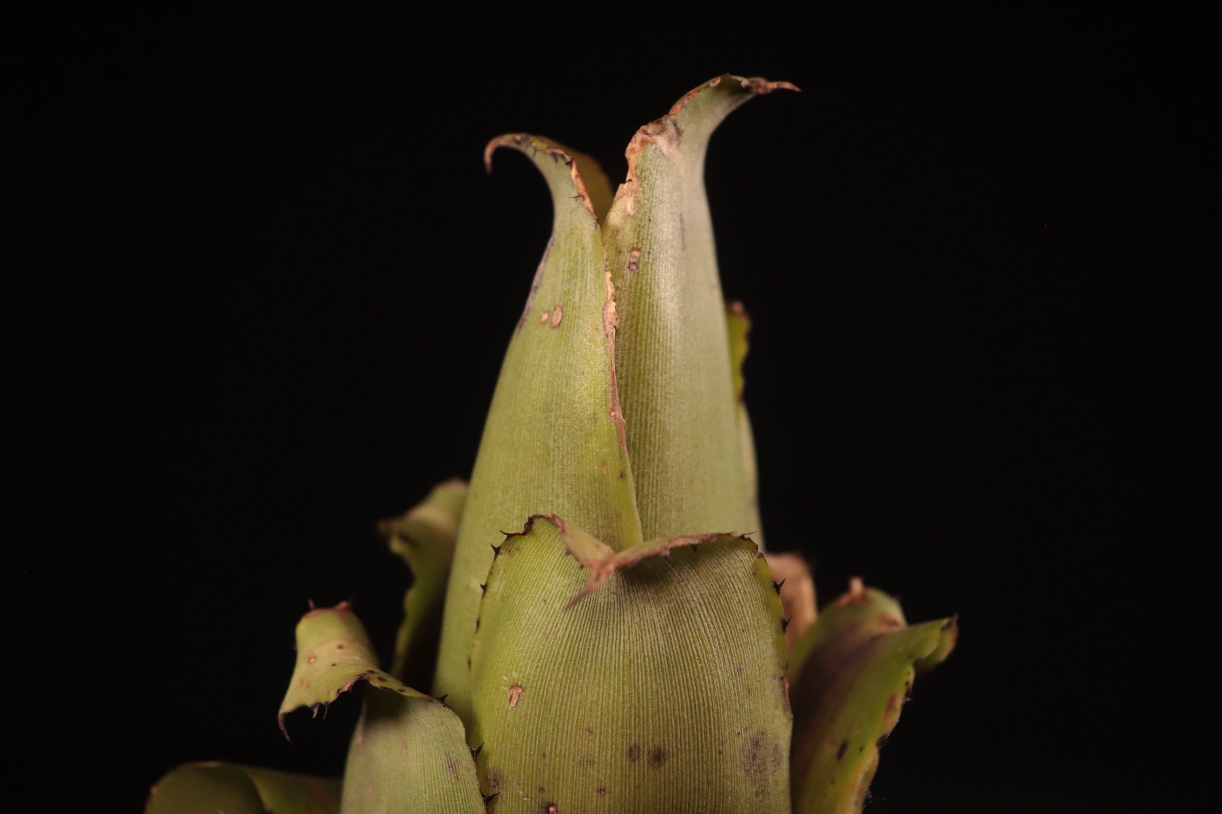 送料無料】Aechmea bromeliifolia seedling〔エクメア〕現品発送 送料無料】Aechmea bromeliifolia seedling〔エクメア〕現品発送