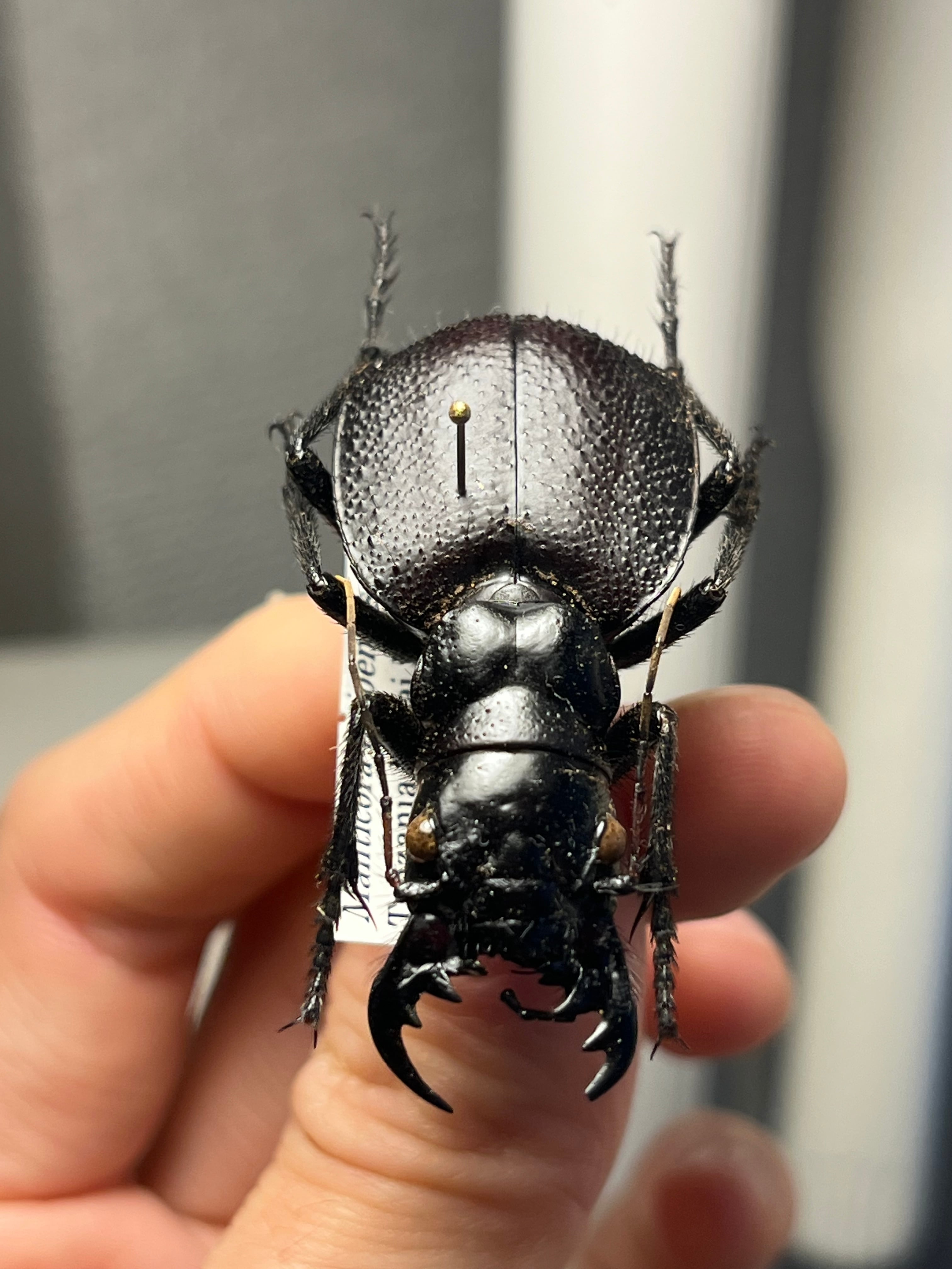 美麗♀】オオエンマハンミョウ Manticora タンザニア産 昆虫標本