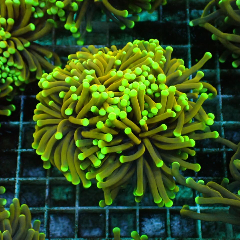 ハナサンゴ / Torch | HOUSE REEF(ハウスリーフ)サンゴ・海水魚・海藻