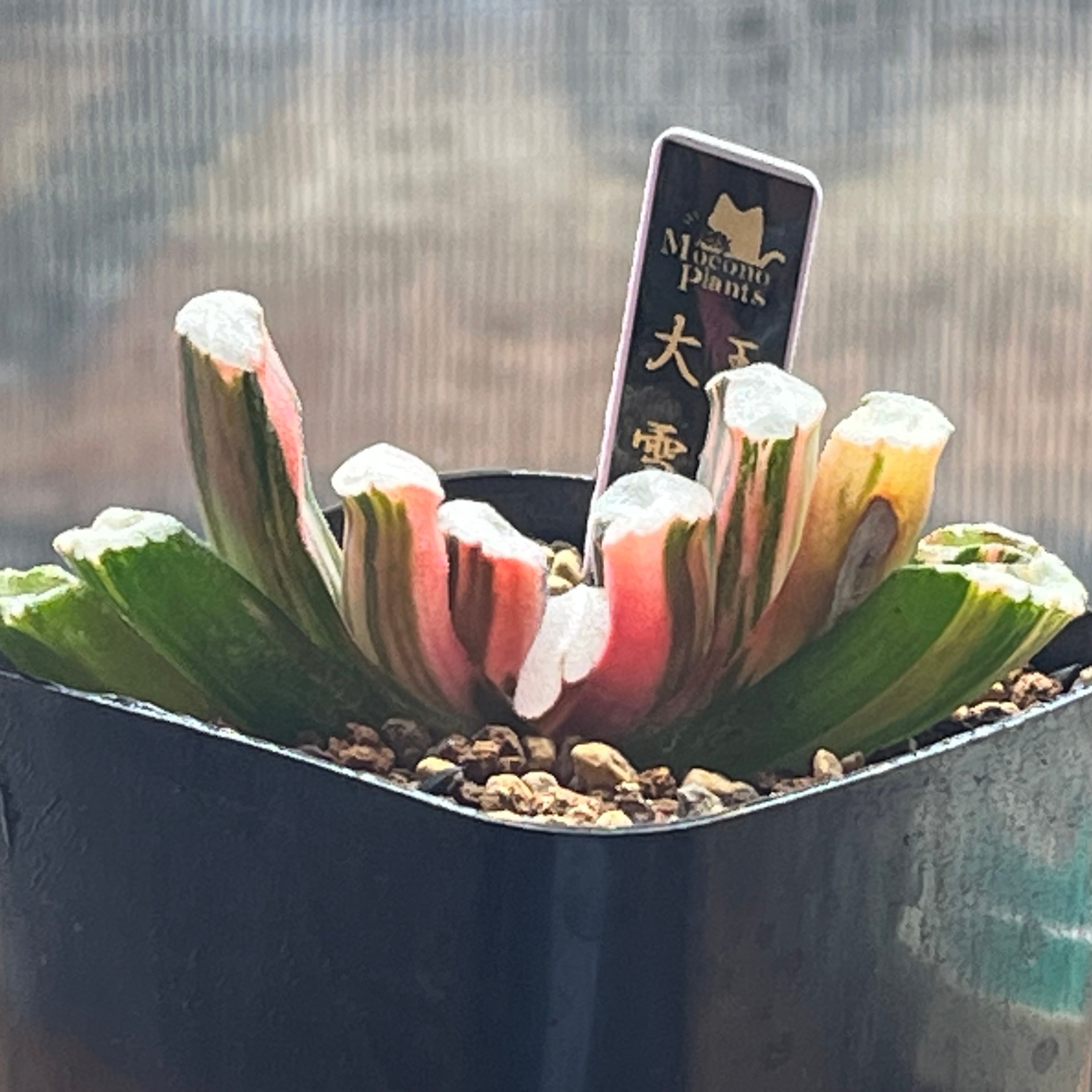 ハオルチア 玉扇錦 大雪山 | mocono_plants
