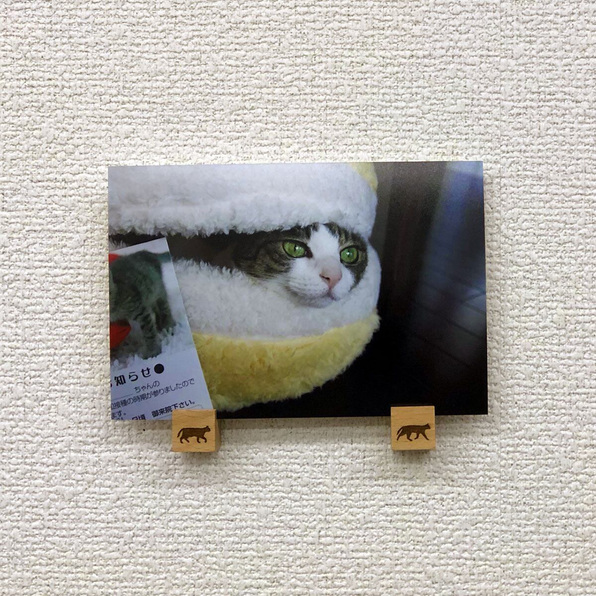 猫 ポストカード The Cat who....今日、耳日曜 10x14.8センチ(cm)官製はがきサイズ 猫写真 はがき ねこ葉書 ネコハガキ Postcard