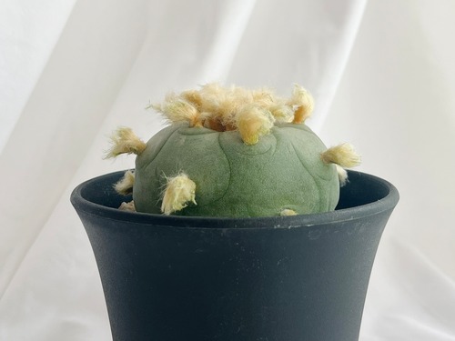 Lophophora diffusa　ロフォフォラ　翆冠玉　多毛タイプ　サボテン