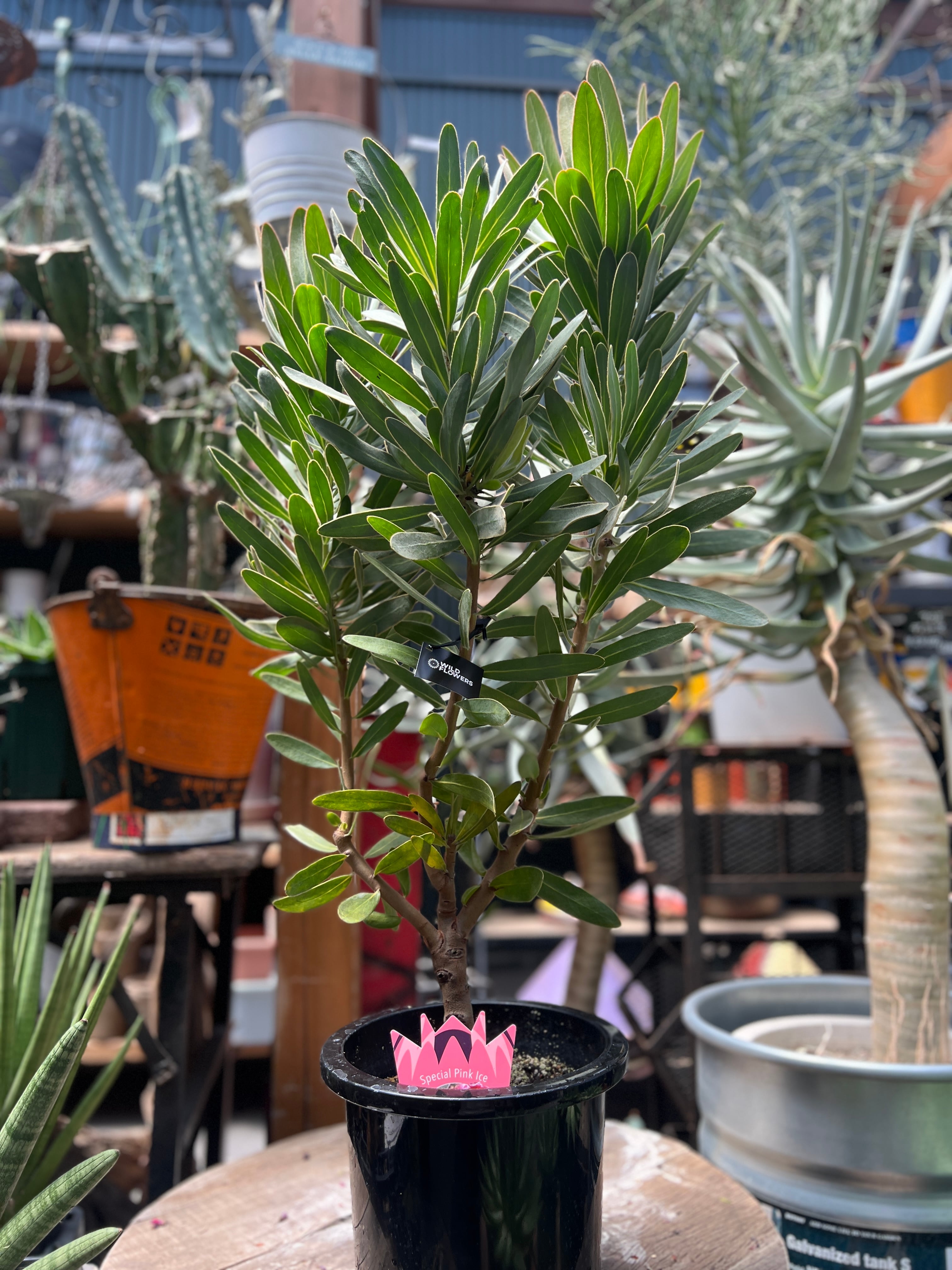 プロテア スペシャルピンクアイス(2F)⑩ | 沼ノ上農園